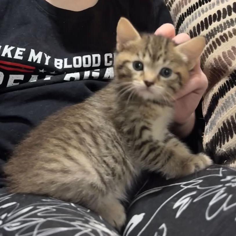 Sorrengail, a Adoptable Domestic Short Hair in Incline Village, NV image 5/6
