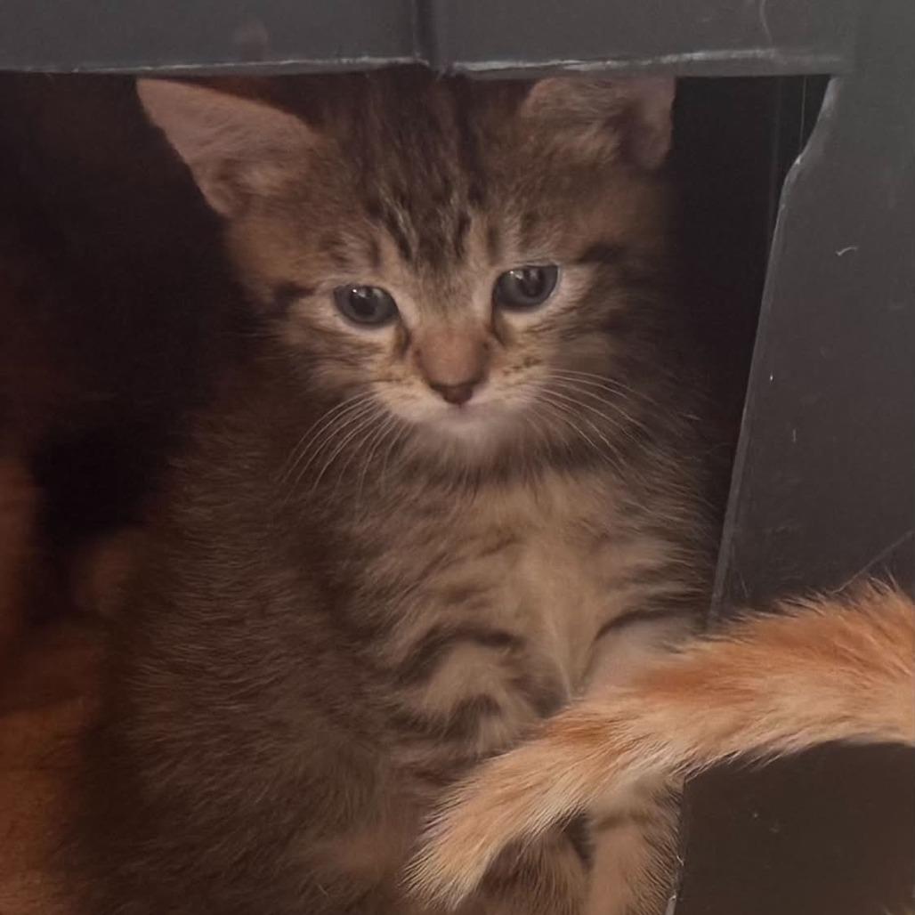 Sorrengail, a Adoptable Domestic Short Hair in Incline Village, NV image 6/6