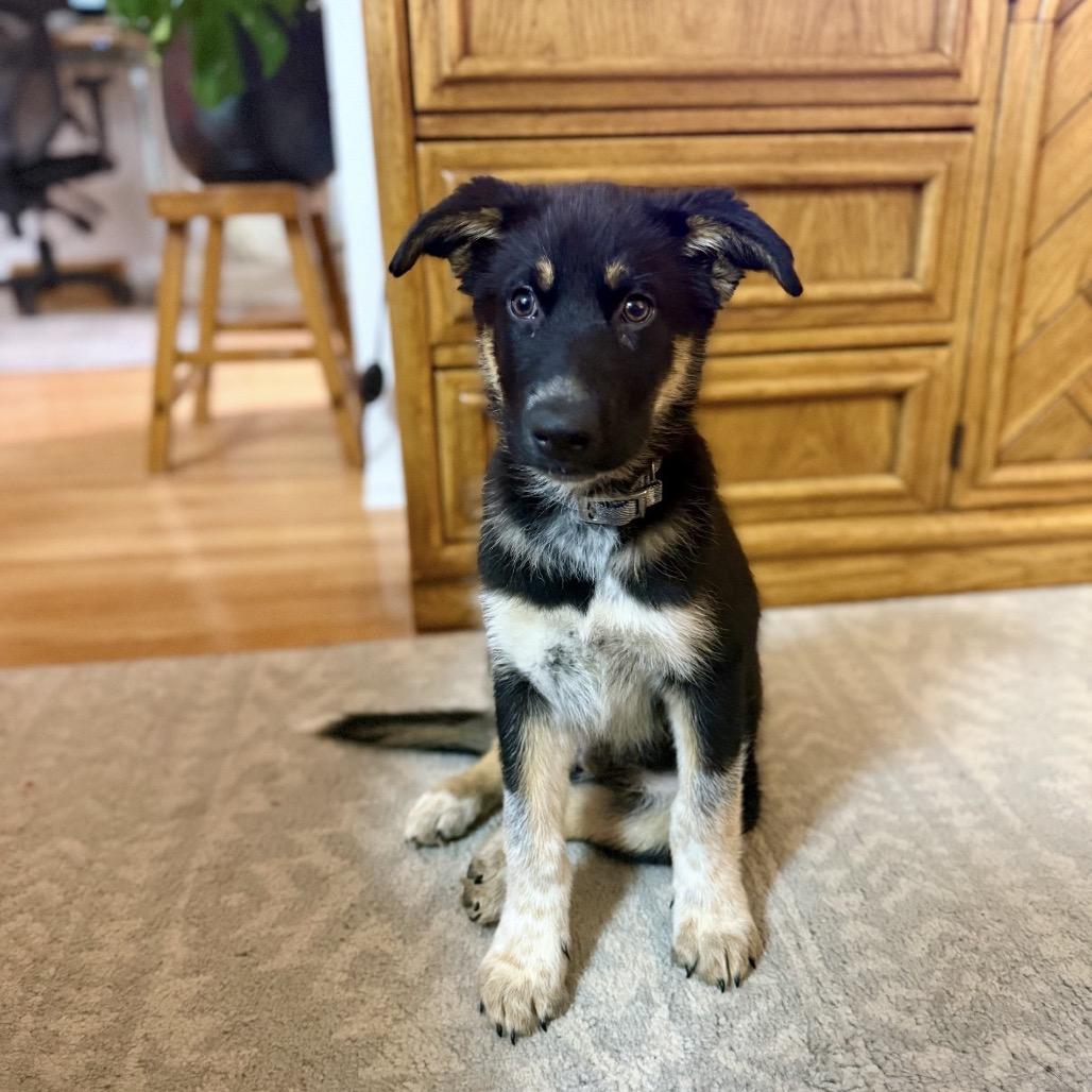 Stranger Things Mike, Adoptable, Puppy Male German Shepherd Dog.