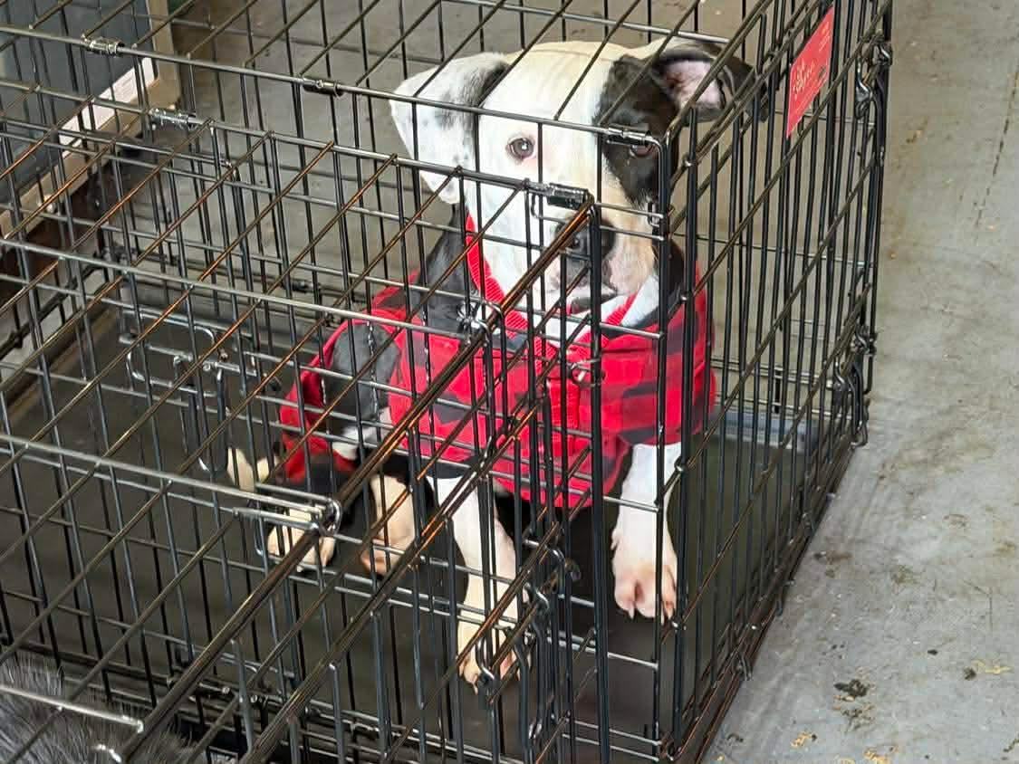 Snoopy, a Adoptable mixed breed image 1/5