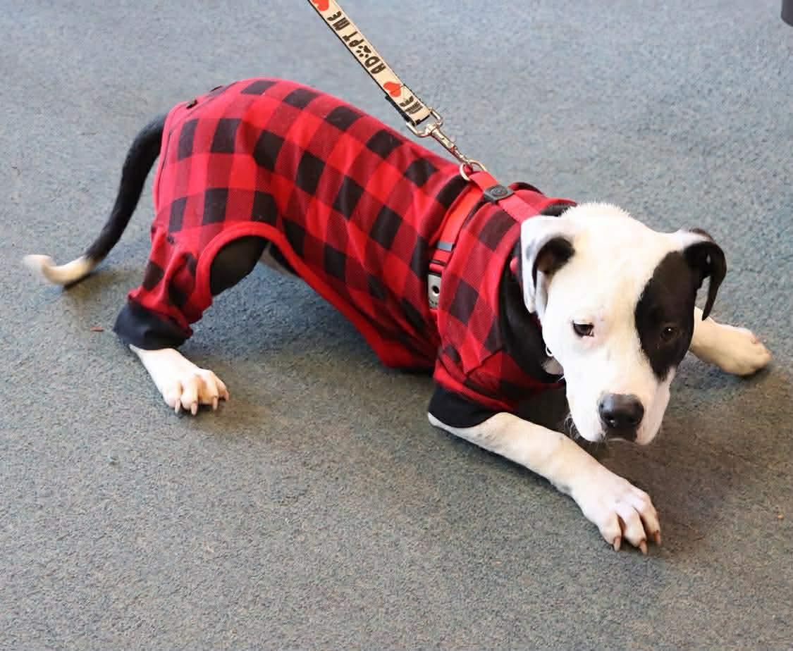 Snoopy, a Adoptable mixed breed image 2/5