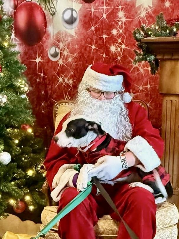 Snoopy, a Adoptable mixed breed image 3/5