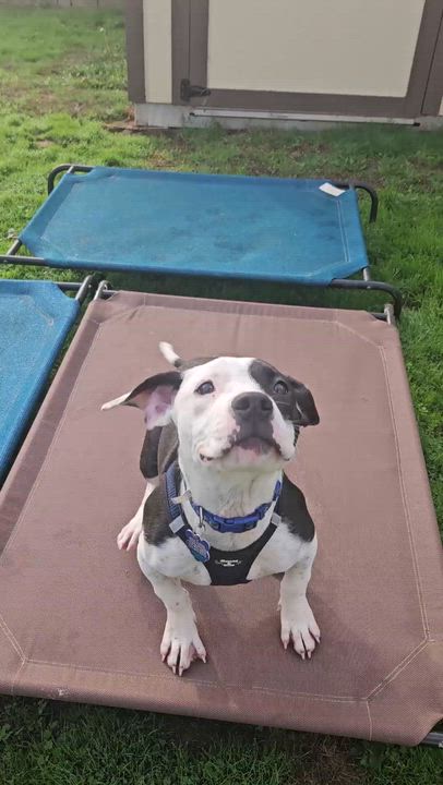 Enlarge Snoopy, a Adoptable mixed breed video 5/5