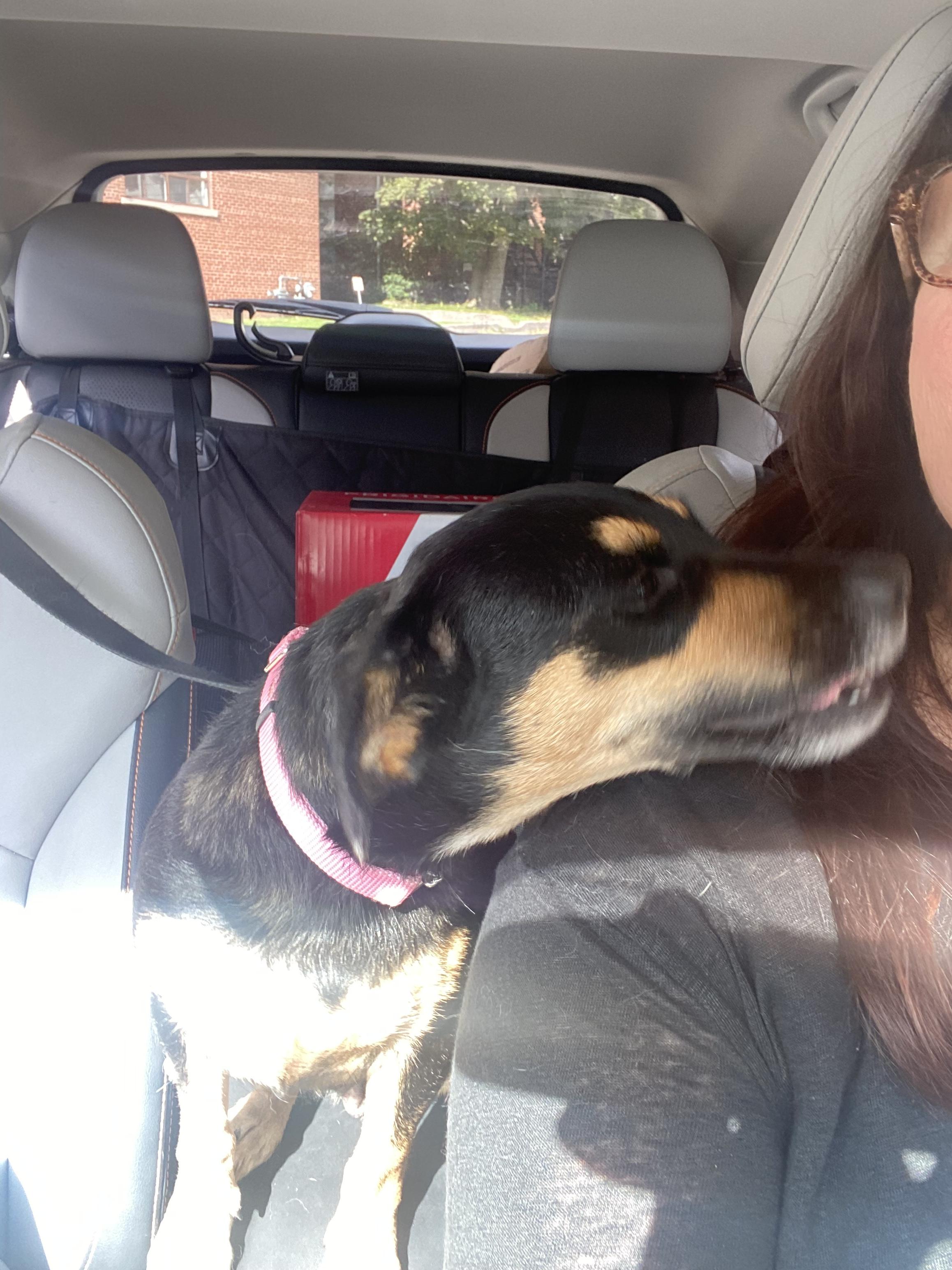 Enlarge Annie Dacshund Mix - 2yrs Good w Cats, a Adopted mixed breed in North York, ON image 4/4