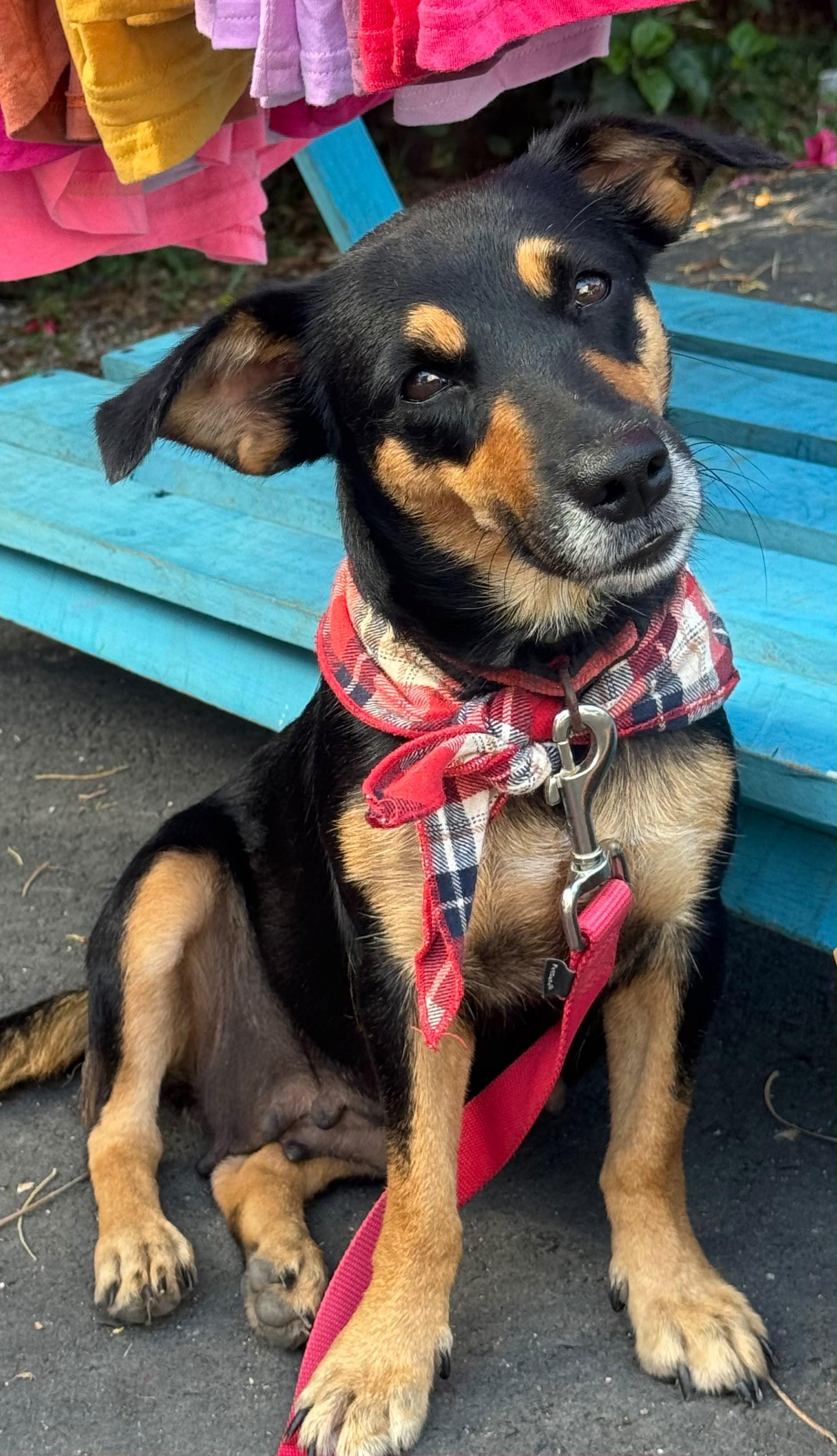 Annie Dacshund Mix - 2yrs Good w Cats, Adopted, Young Female Miniature Pinscher & Dachshund.
