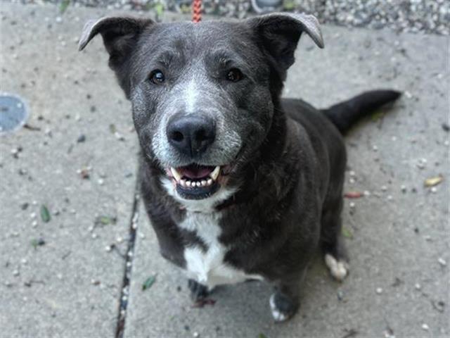 Maple A438562, Adoptable, Adult Female Pit Bull Terrier.