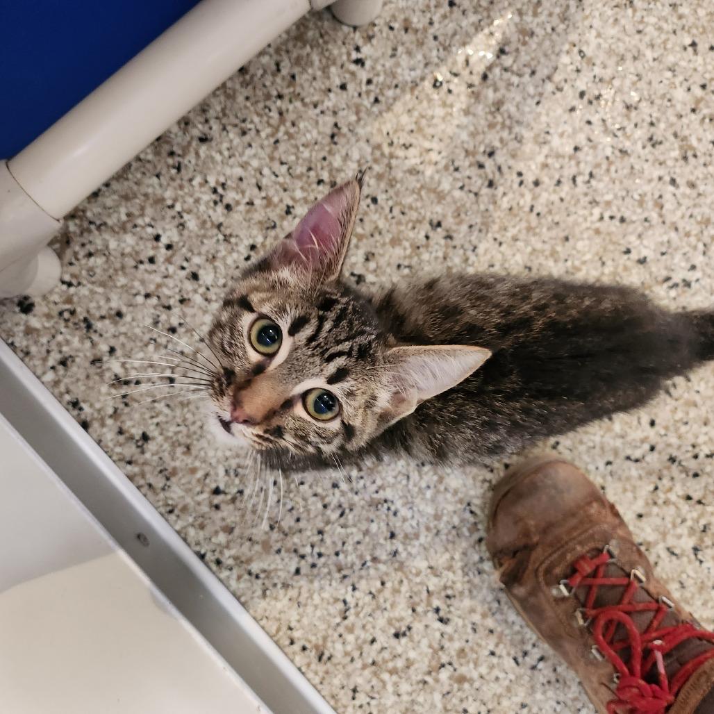 Slurpie — thumbnail 3