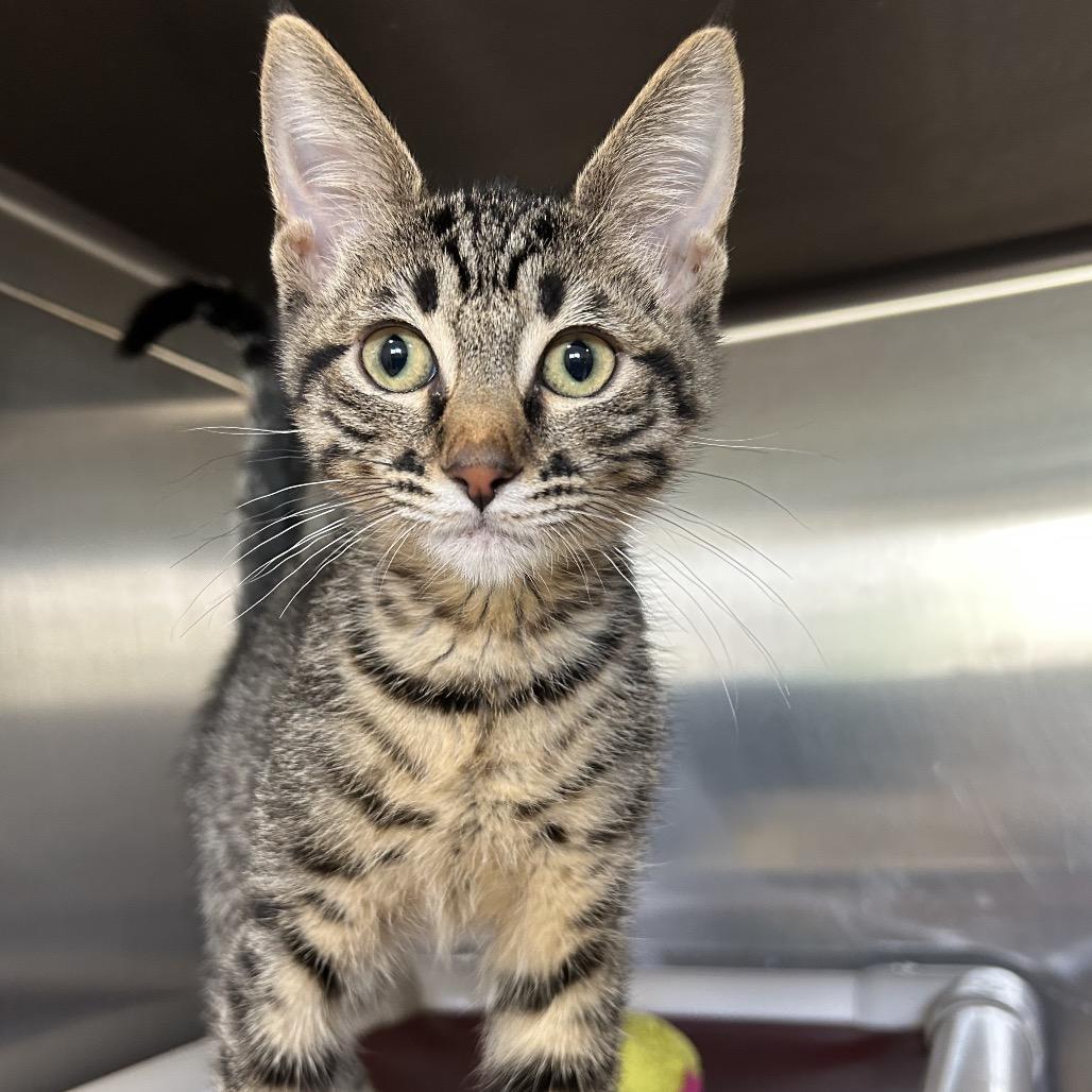 Slurpie — thumbnail 5