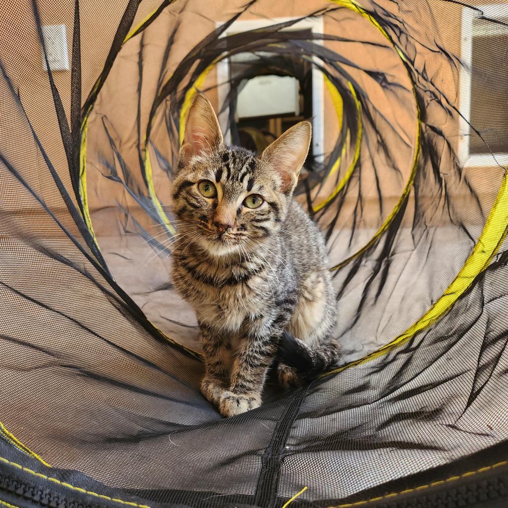 Slurpie — thumbnail 6