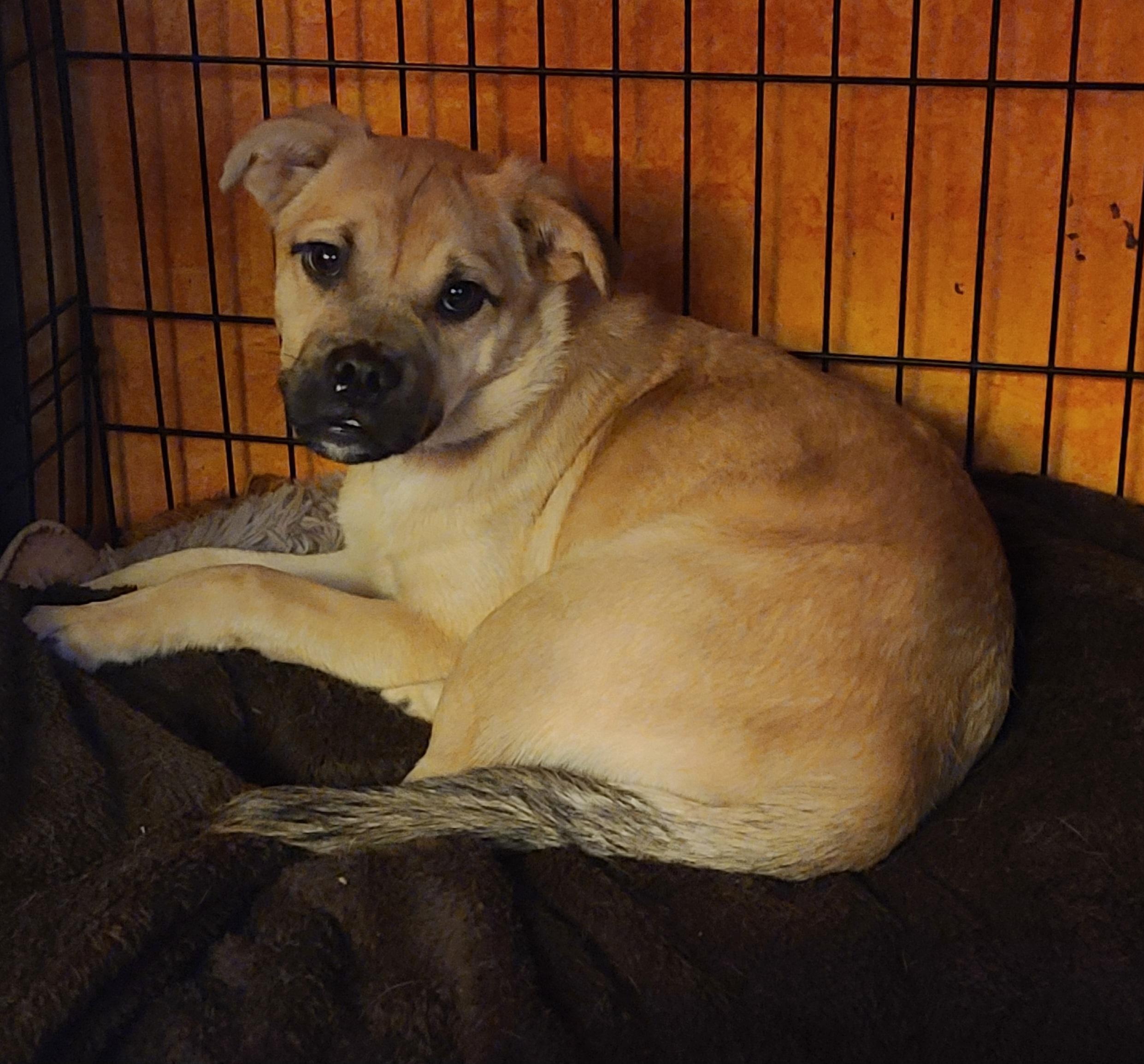 Biscuit., ADOPTABLE, Young Male Pug & Terrier.