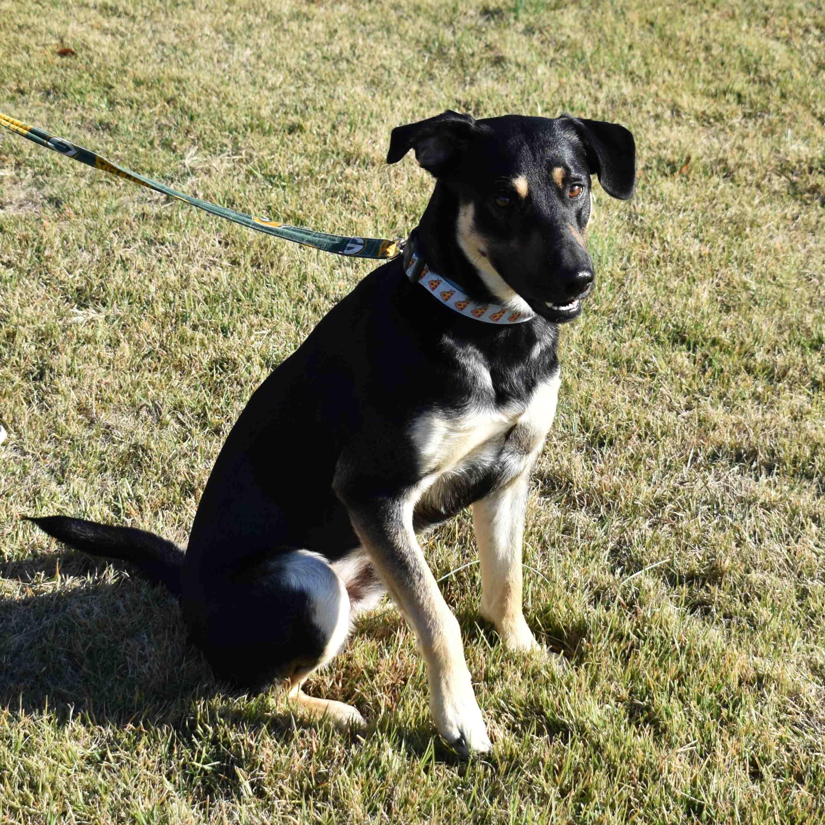 Enlarge Charlie, a Adoptable Mixed Breed in Searcy, AR image 5/6