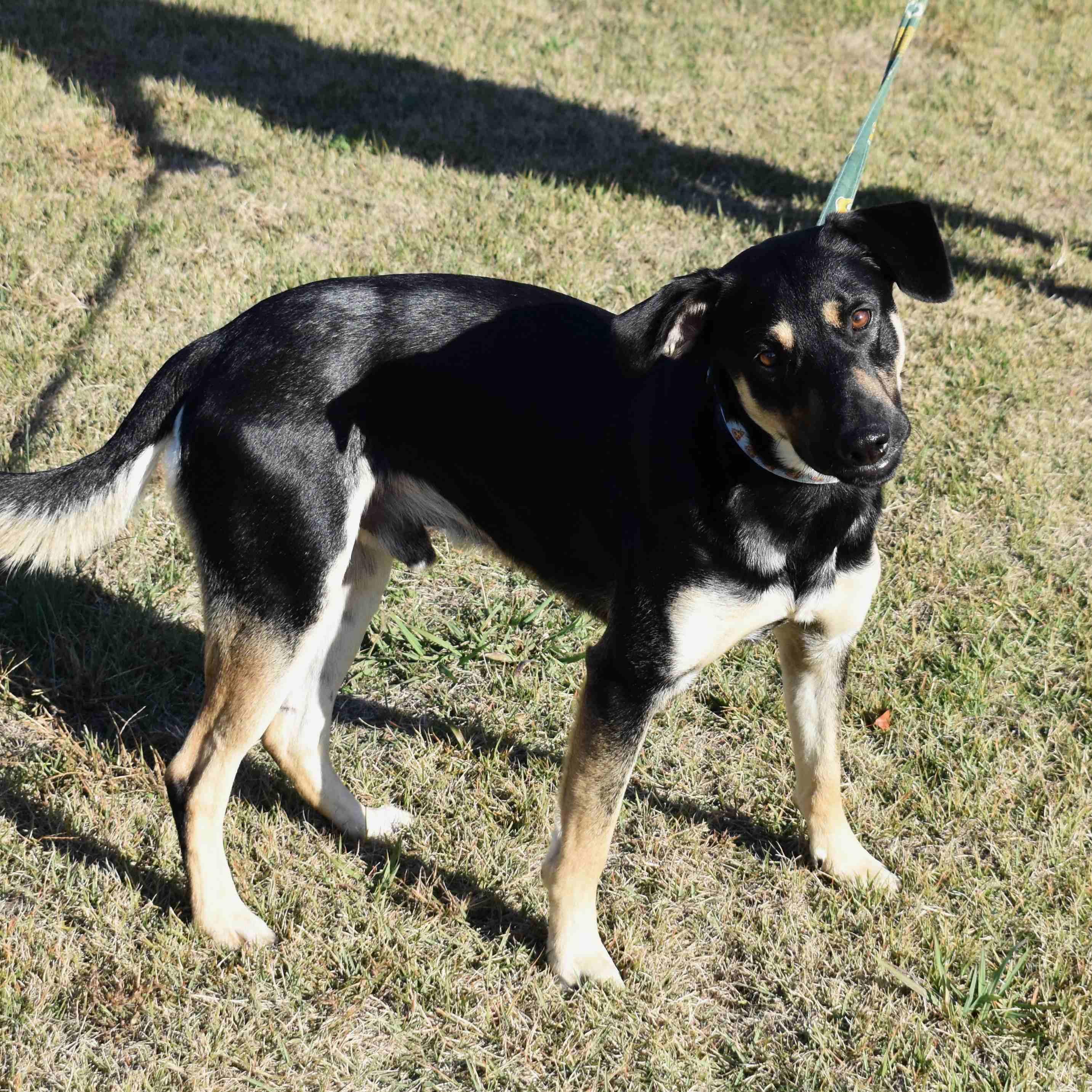 Enlarge Charlie, a Adoptable Mixed Breed in Searcy, AR image 1/6