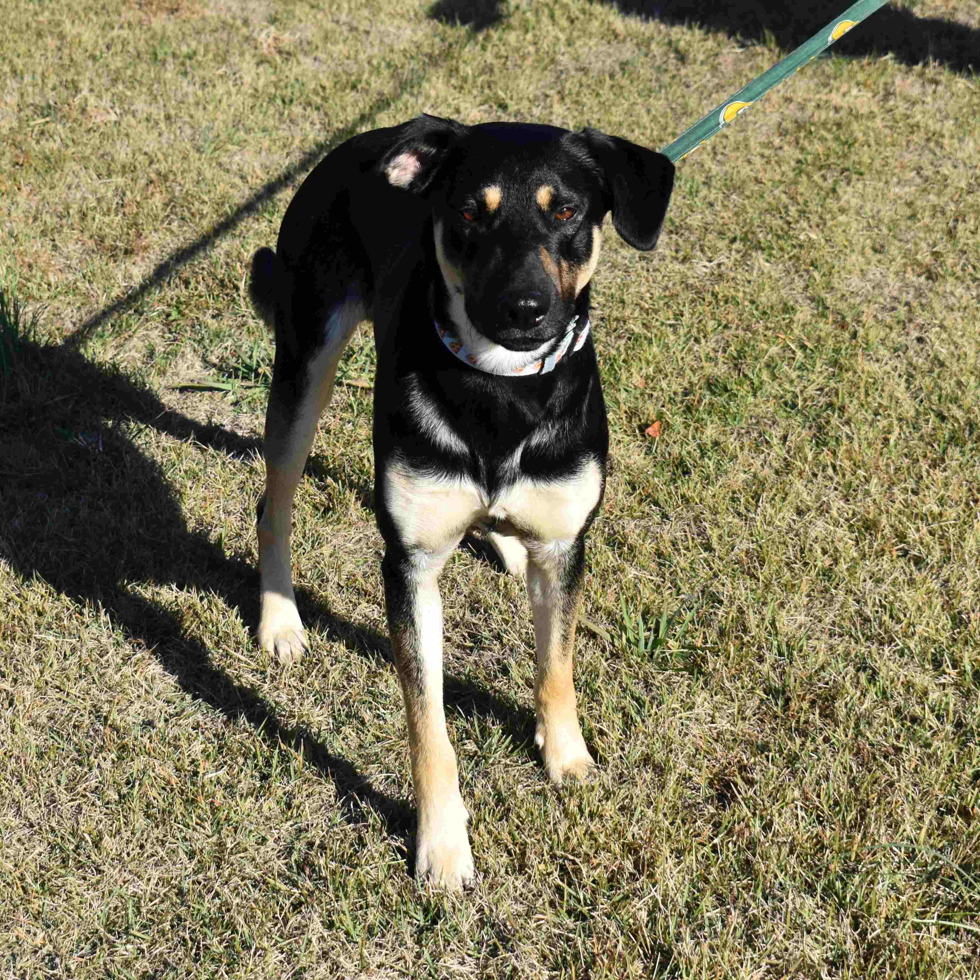 Enlarge Charlie, a Adoptable Mixed Breed in Searcy, AR image 4/6