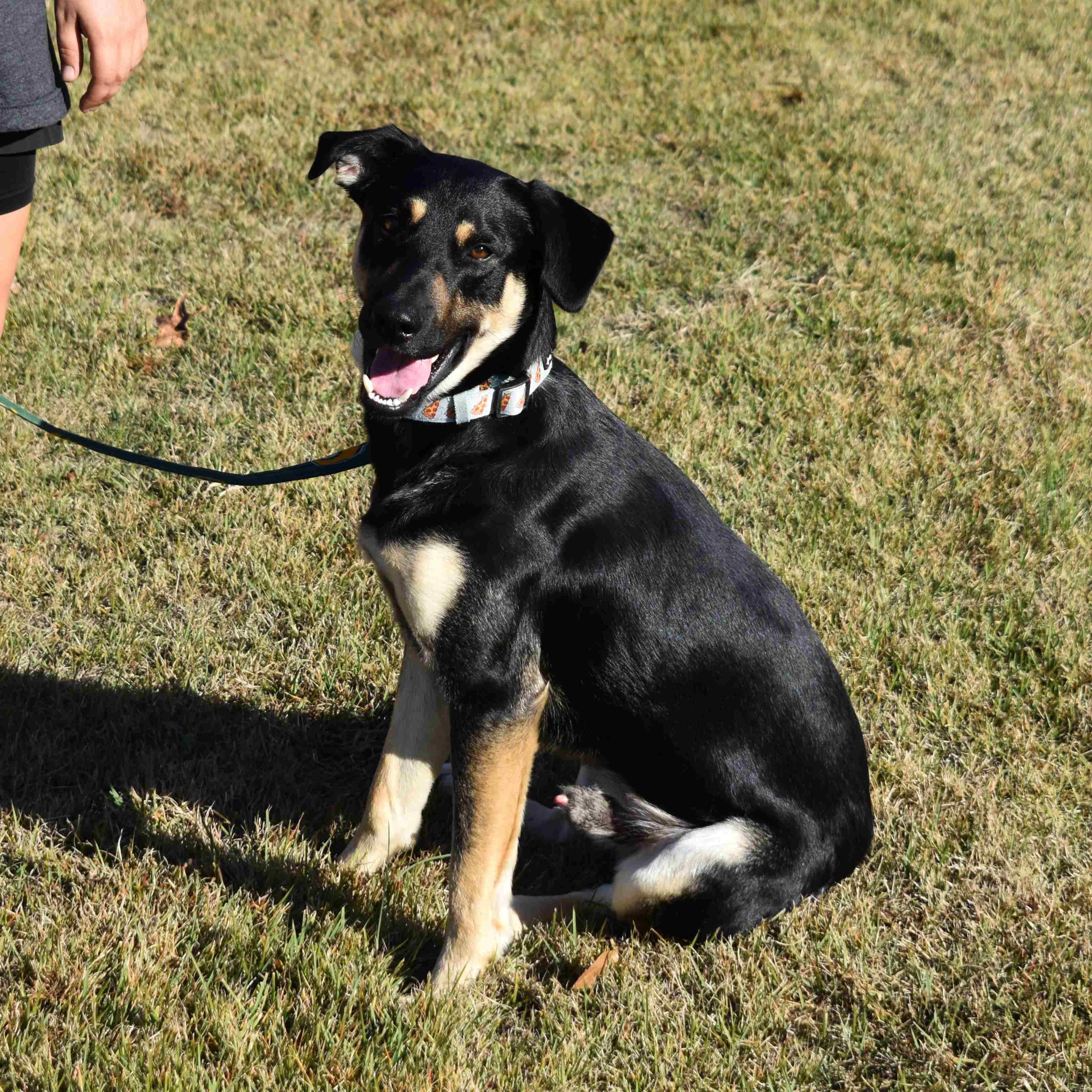 Enlarge Charlie, a Adoptable Mixed Breed in Searcy, AR image 3/6