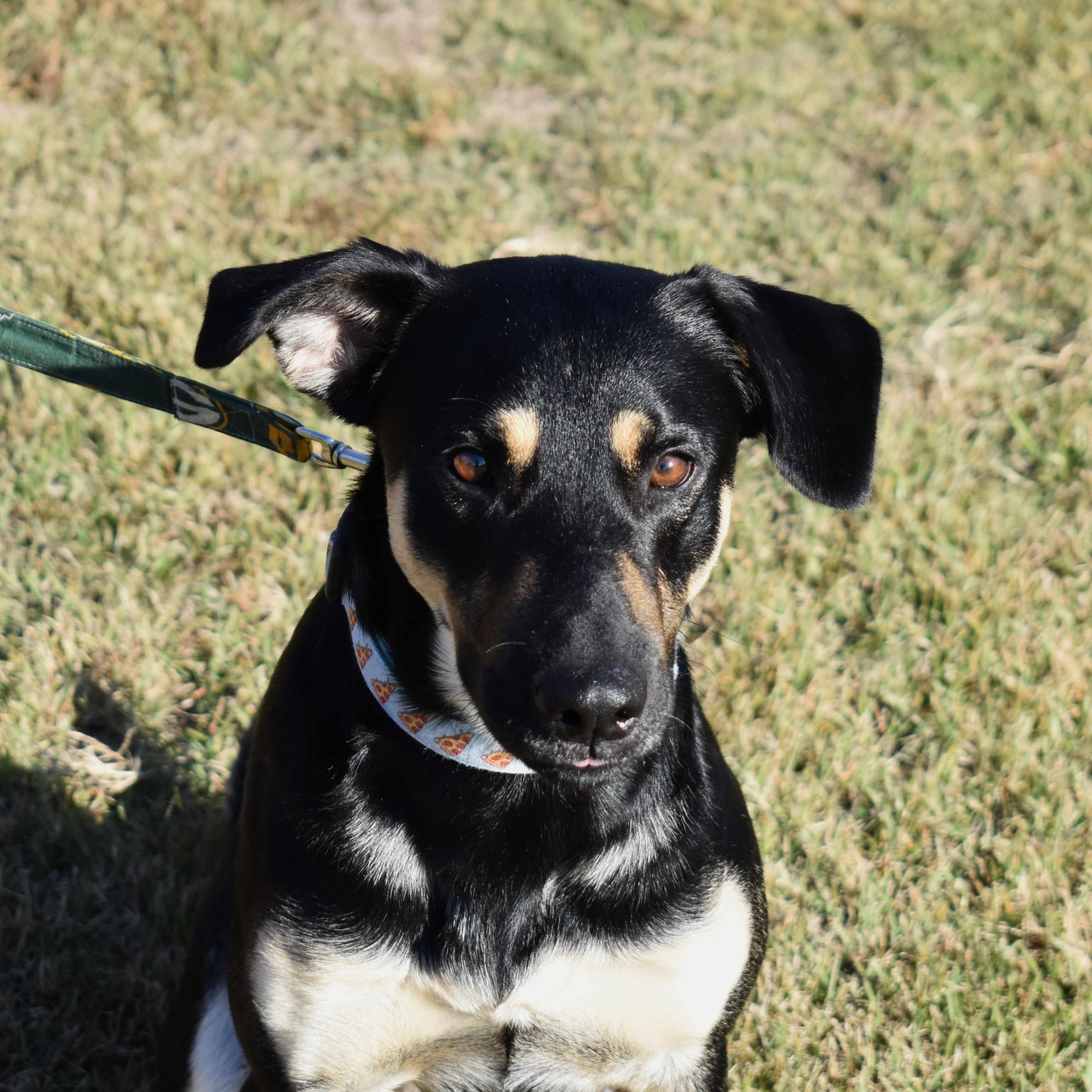 Enlarge Charlie, a Adoptable Mixed Breed in Searcy, AR image 2/6