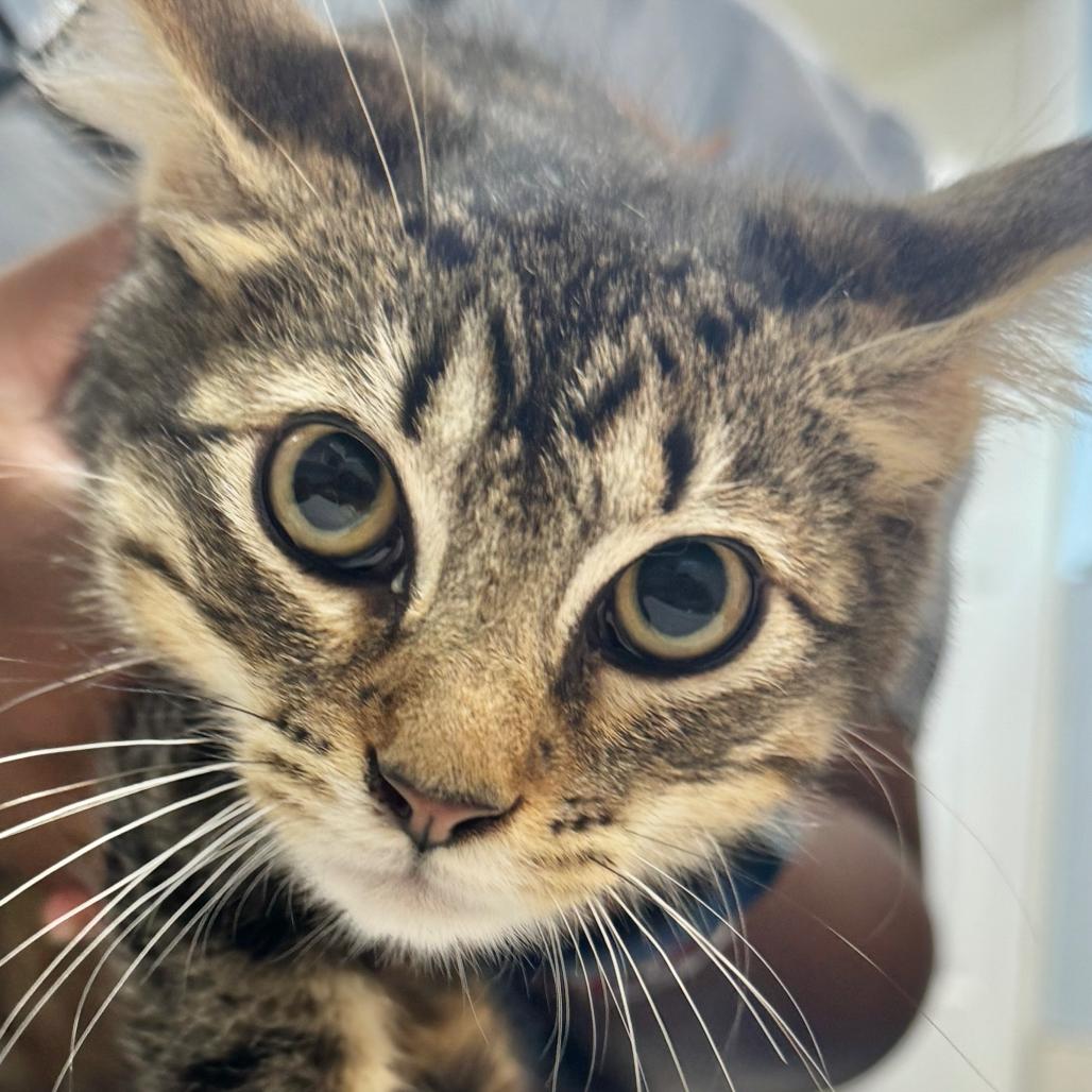 Aidan Ellis, Adoptable, Young Male Domestic Medium Hair.