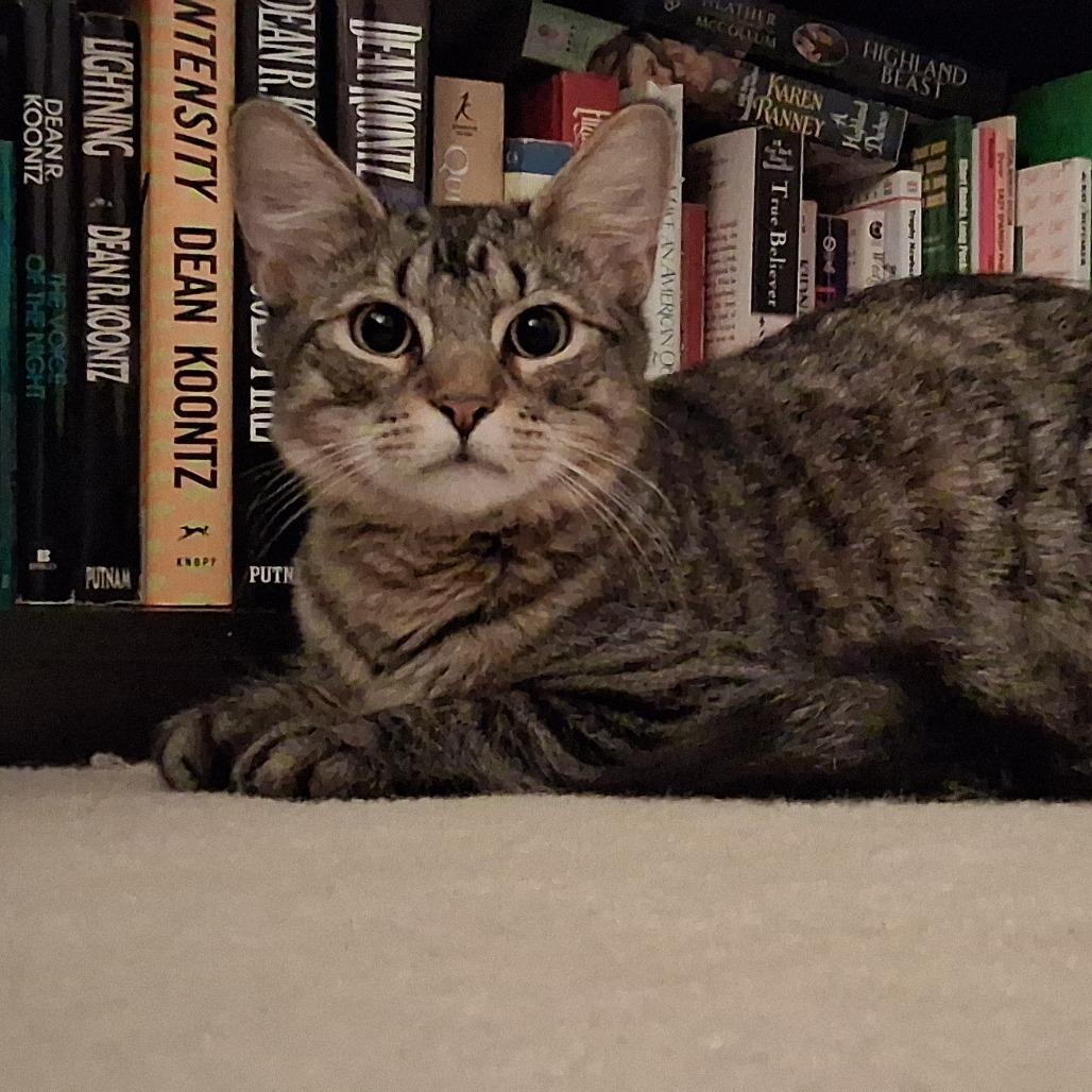 Enlarge Aidan Ellis, a Adoptable Domestic Medium Hair in Merrifield, VA image 3/4