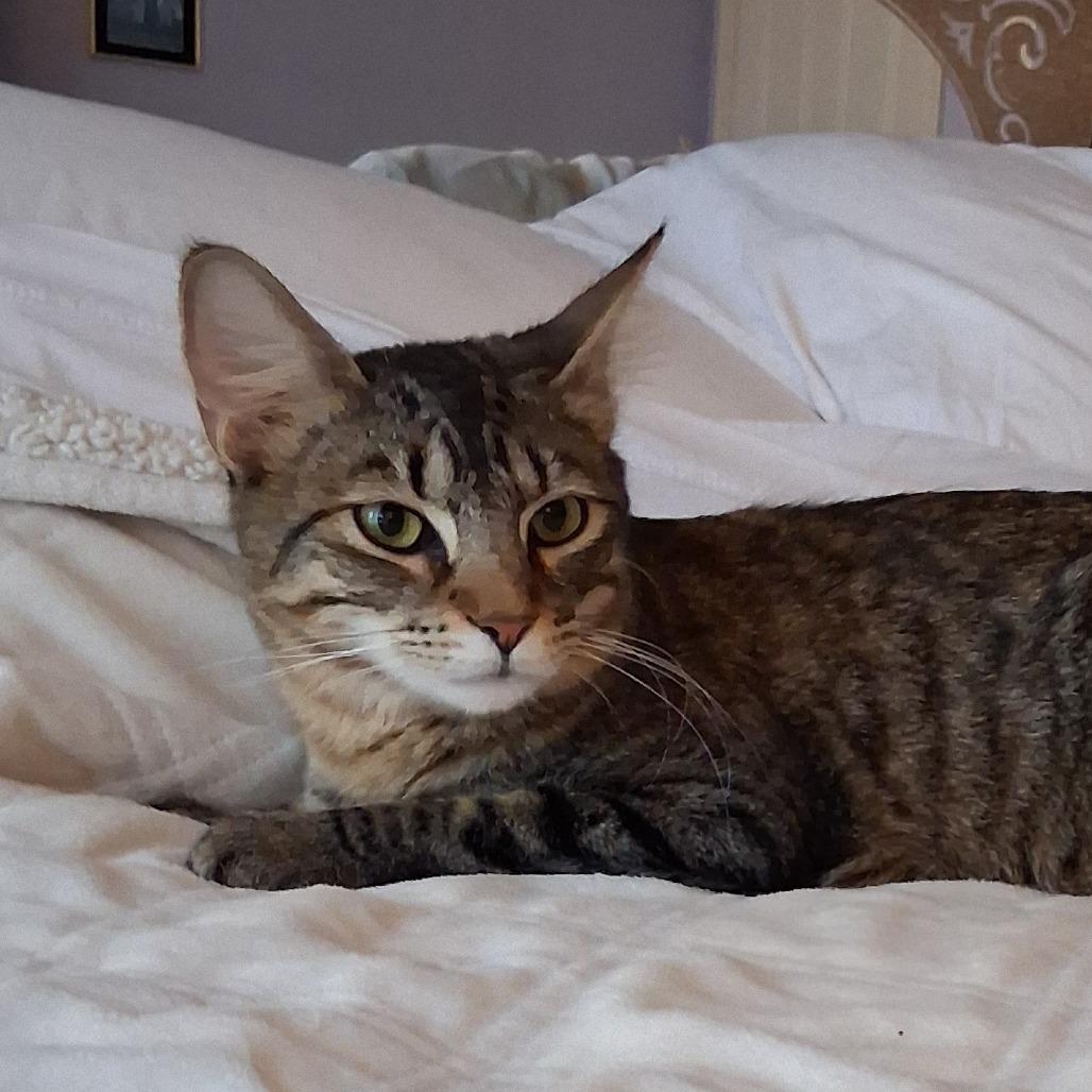 Enlarge Aidan Ellis, a Adoptable Domestic Medium Hair in Merrifield, VA image 4/4