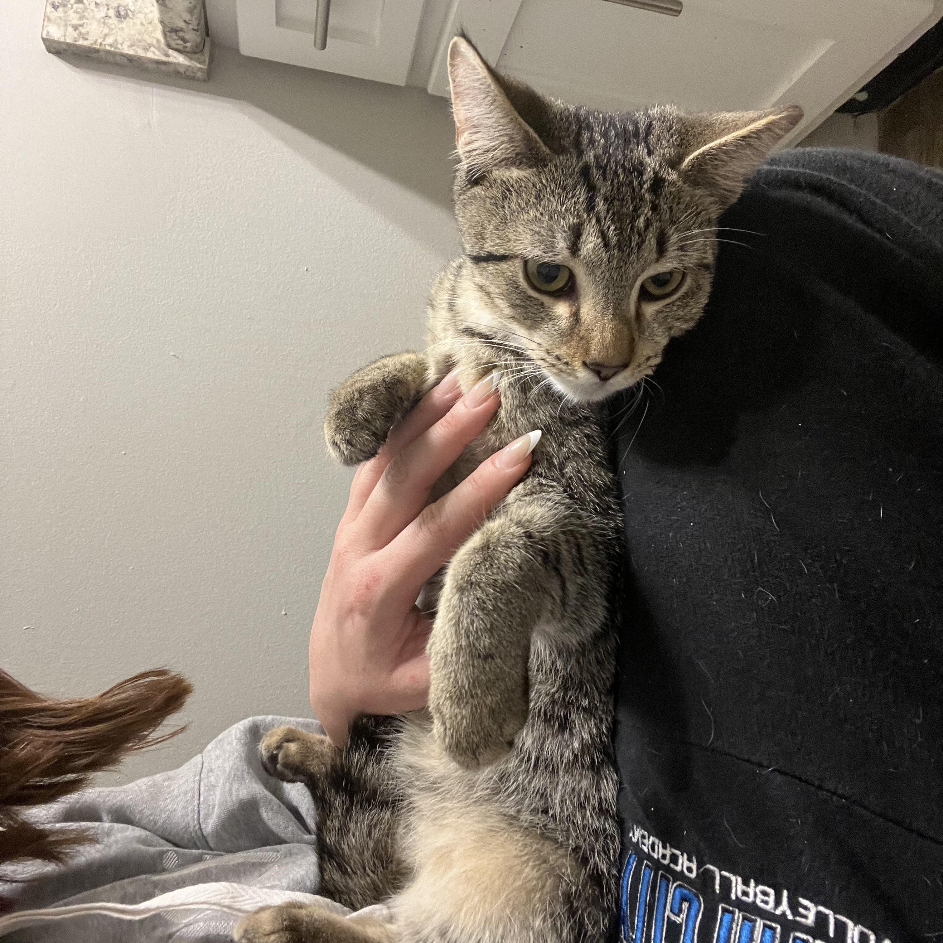 Enlarge Vince Neil, a Adoptable Domestic Short Hair in Nashville, TN image 1/6