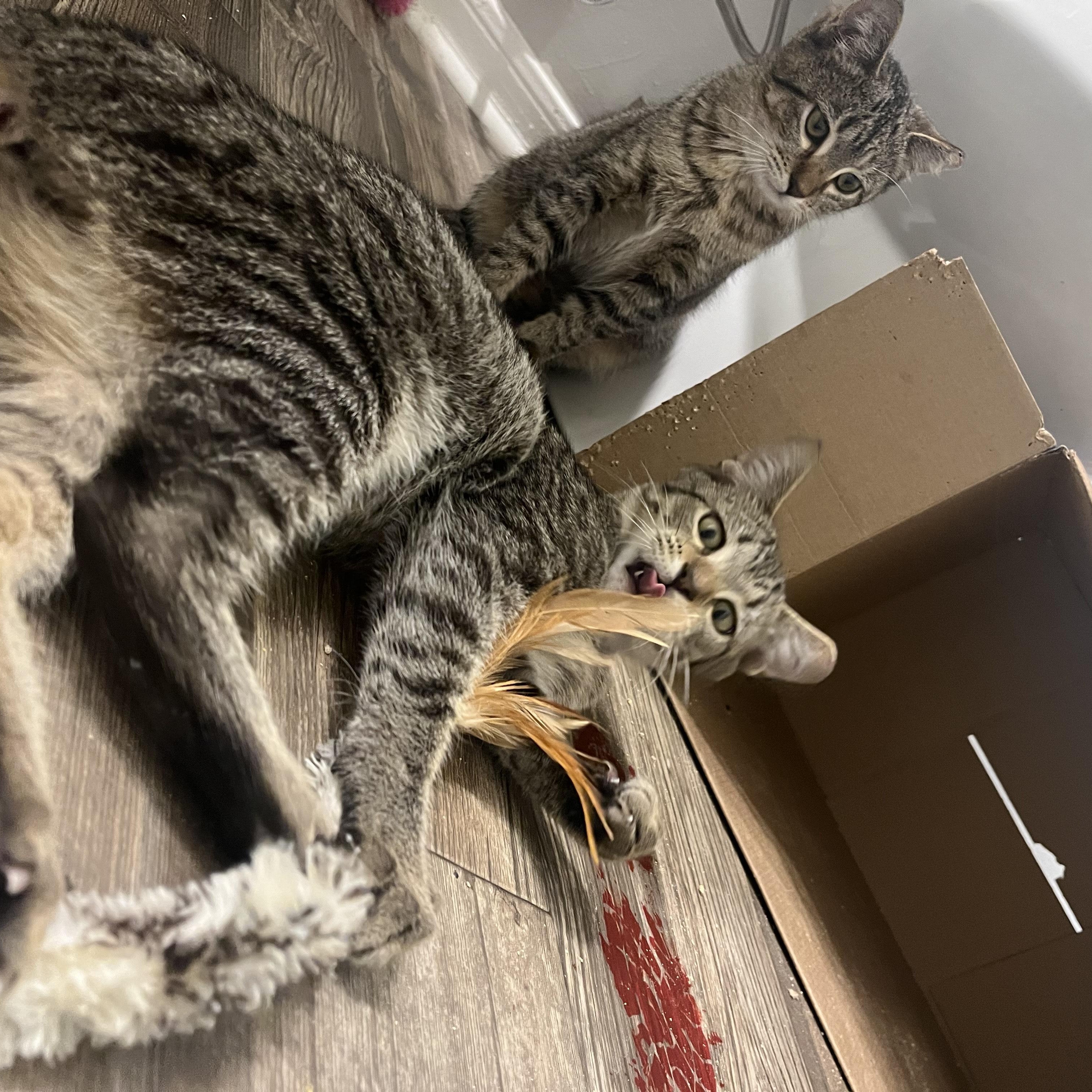 Enlarge Vince Neil, a Adoptable Domestic Short Hair in Nashville, TN image 2/6