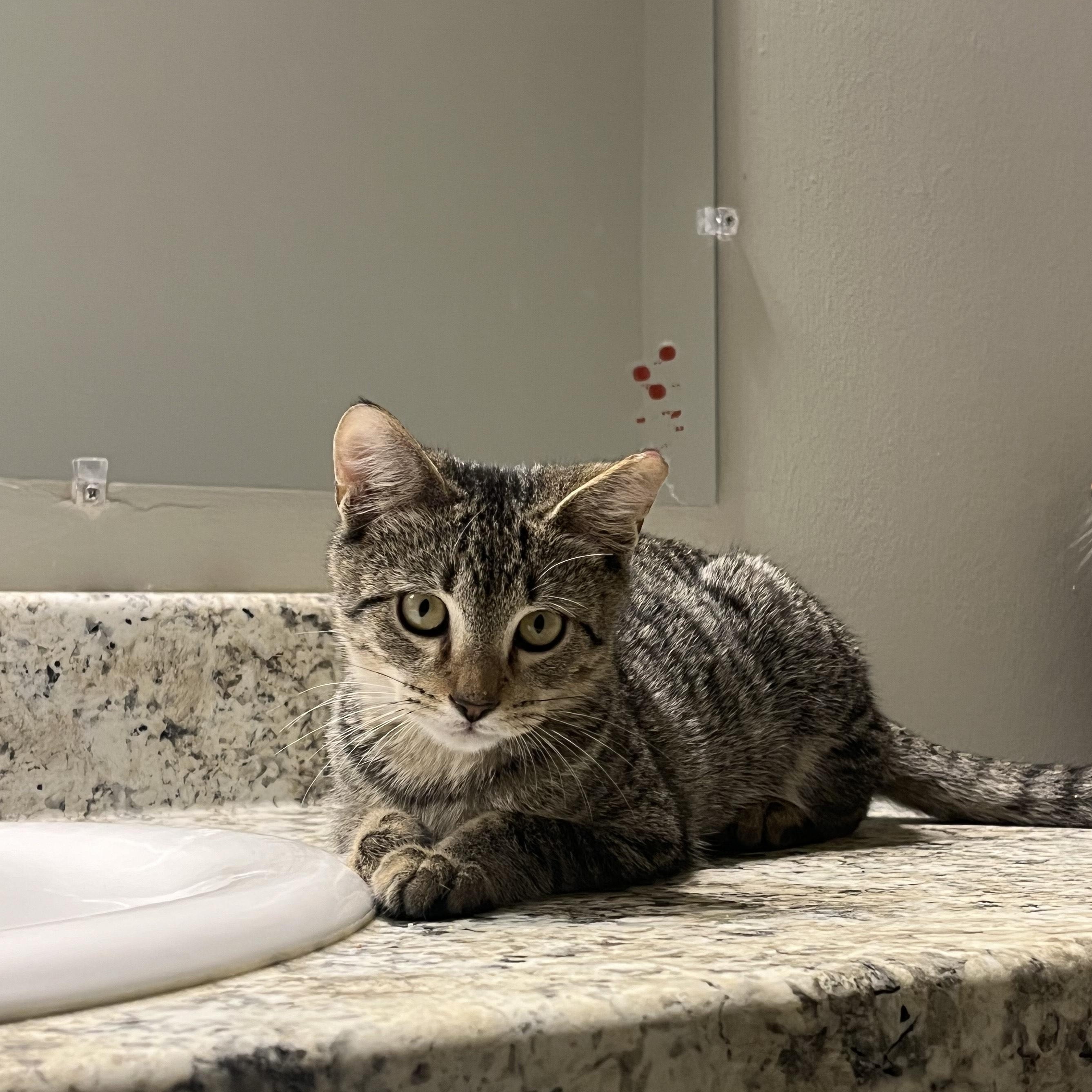 Enlarge Vince Neil, a Adoptable Domestic Short Hair in Nashville, TN image 3/6