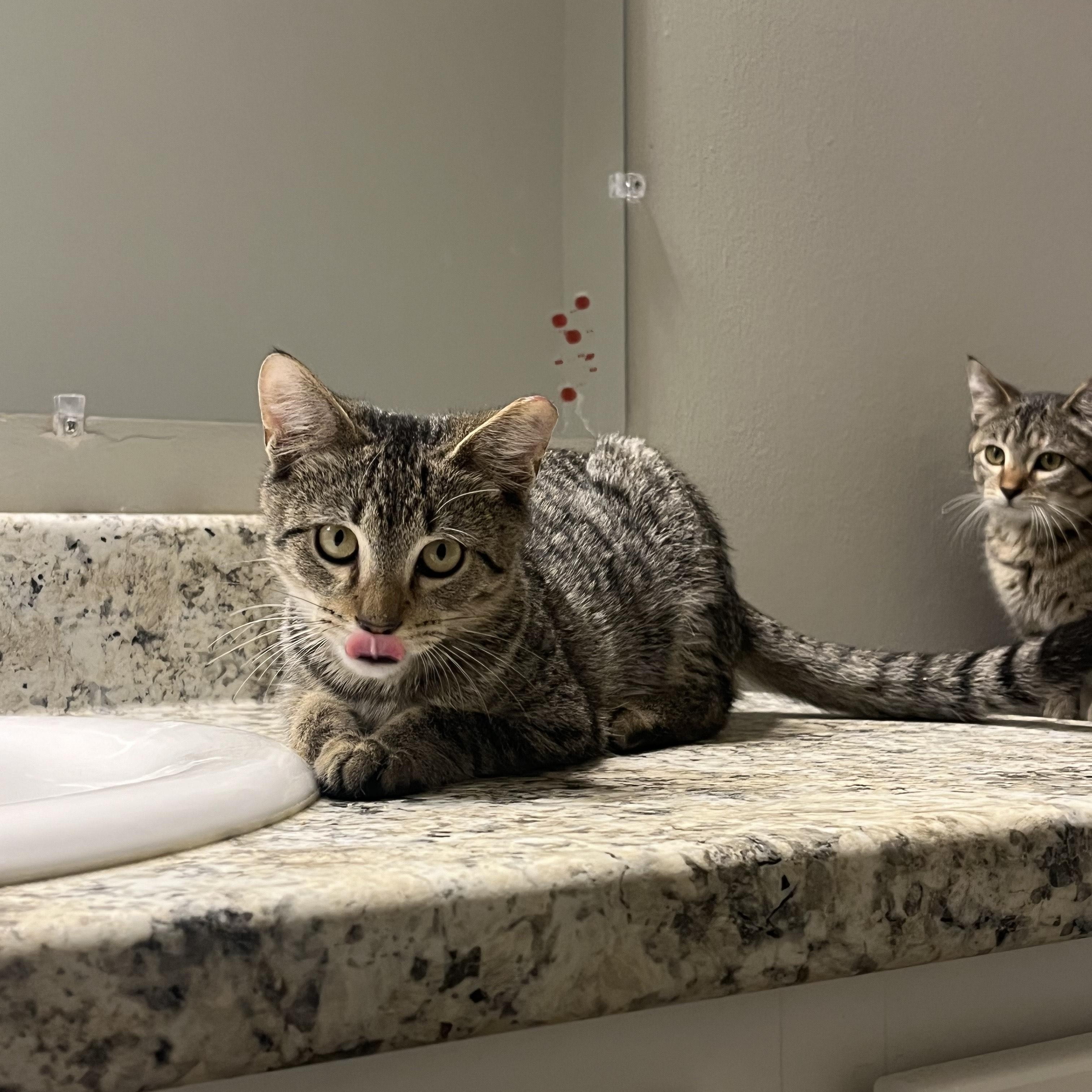 Enlarge Vince Neil, a Adoptable Domestic Short Hair in Nashville, TN image 4/6