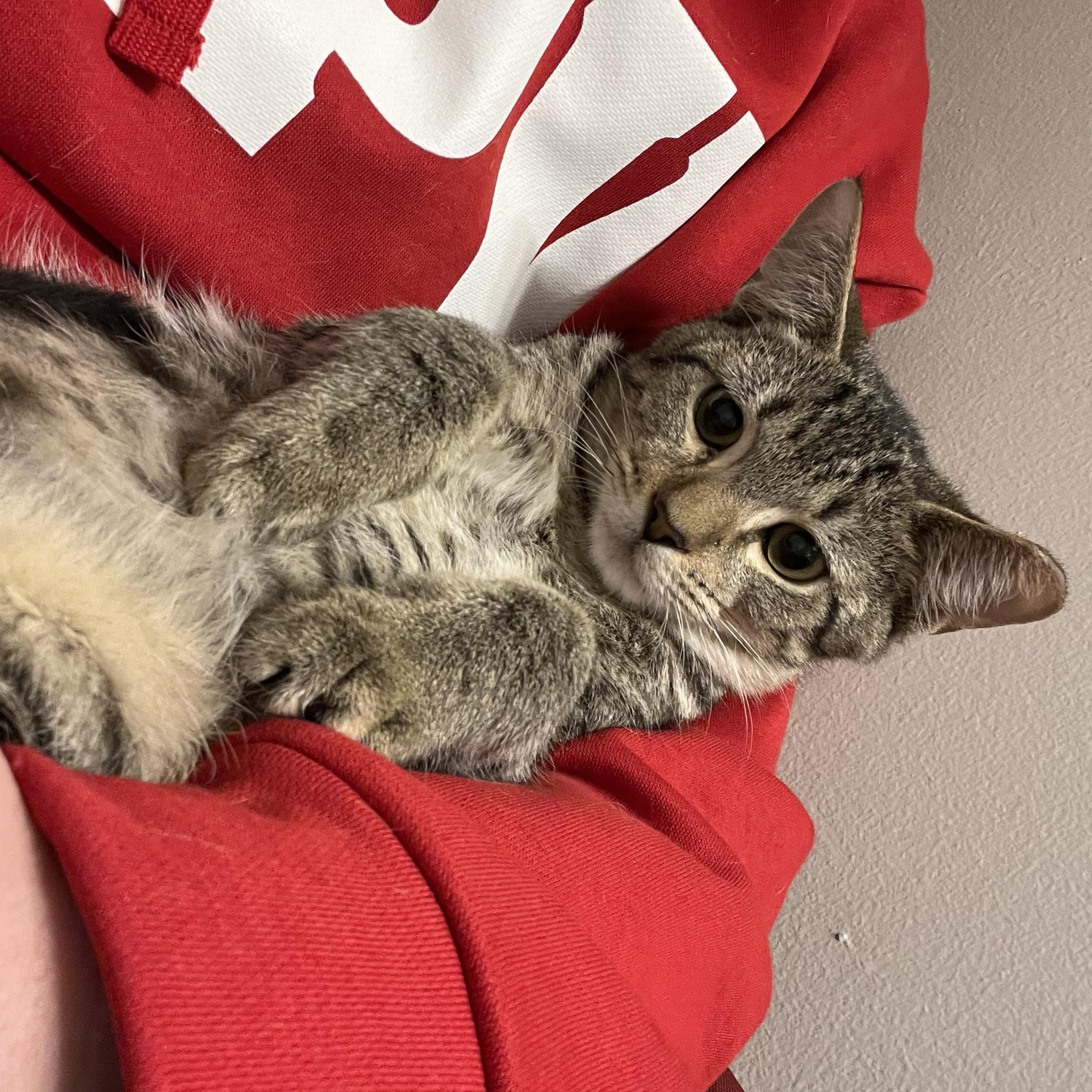 Enlarge Vince Neil, a Adoptable Domestic Short Hair in Nashville, TN image 5/6