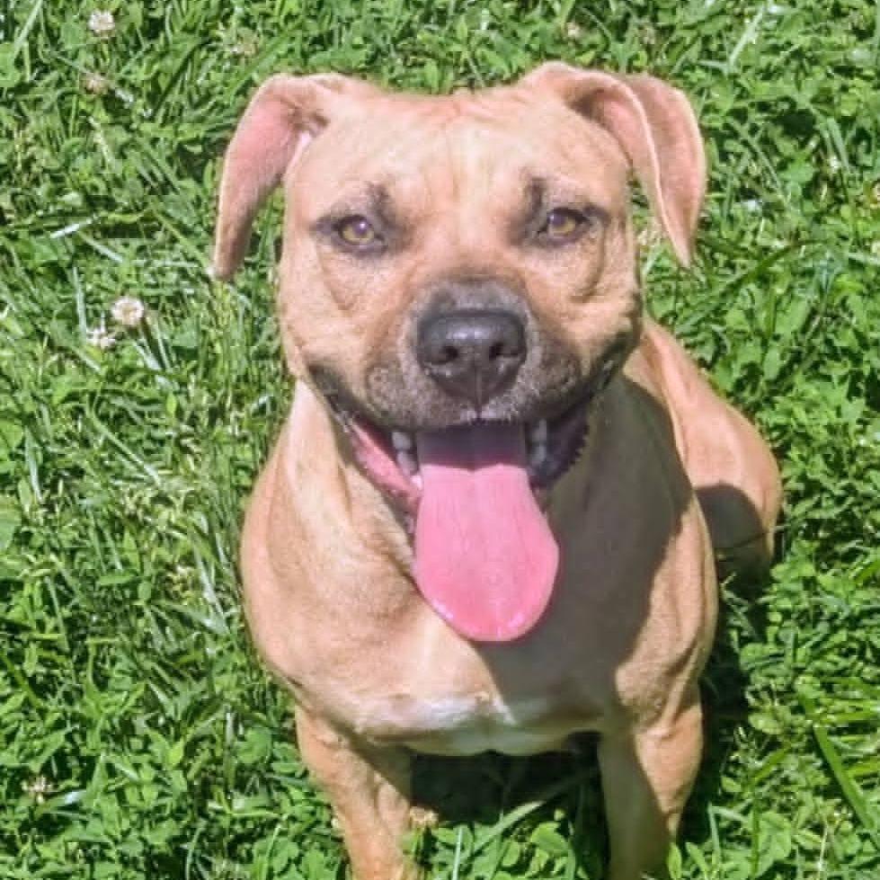 Dharma, Adoptable, Adult Female Mixed Breed.