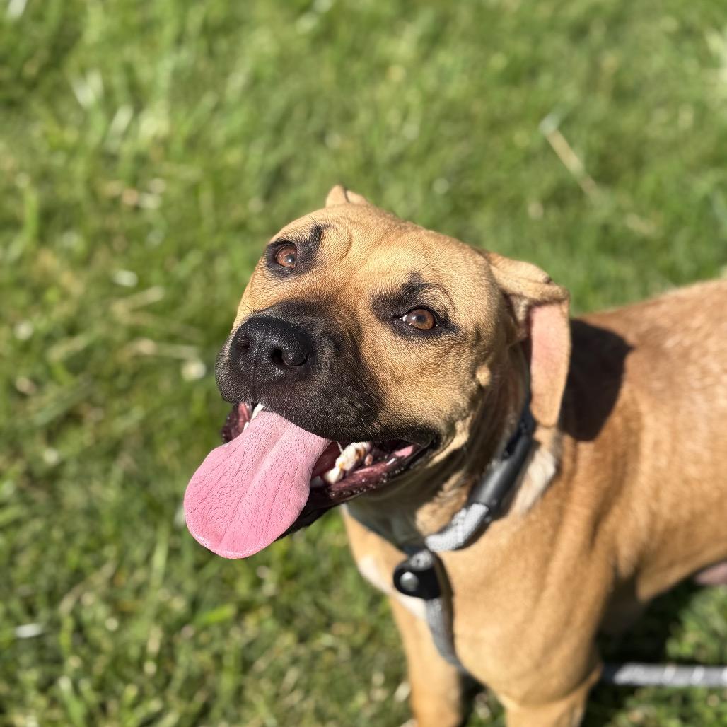 Dharma, Adoptable, Adult Female Mixed Breed.