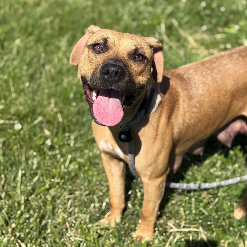 Enlarge Dharma, a Adoptable Mixed Breed in Jeffersonville, IN image 3/6