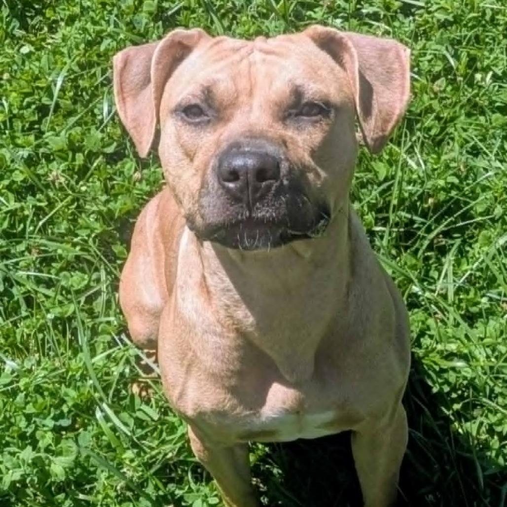 Enlarge Dharma, a Adoptable Mixed Breed in Jeffersonville, IN image 4/6