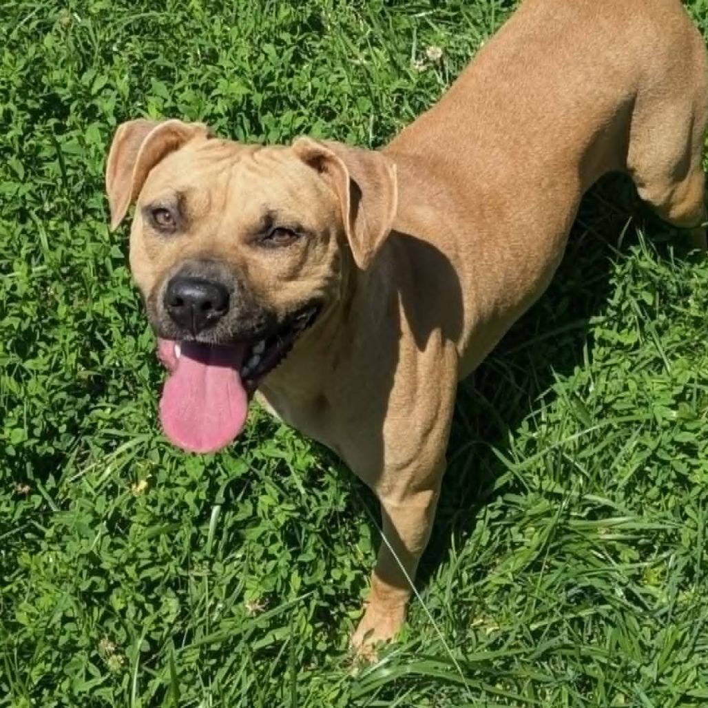 Enlarge Dharma, a Adoptable Mixed Breed in Jeffersonville, IN image 5/6