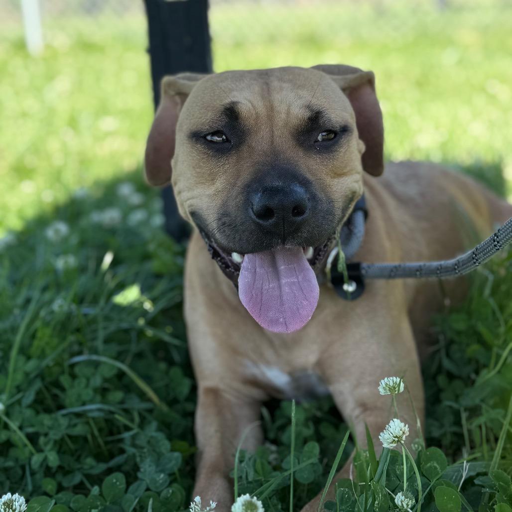 Enlarge Dharma, a Adoptable Mixed Breed in Jeffersonville, IN image 6/6