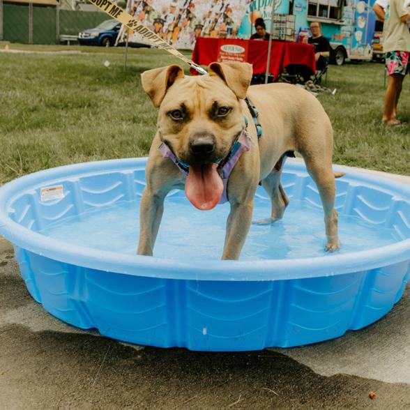 Dharma, a Adoptable Mixed Breed in Jeffersonville, IN image 6/6