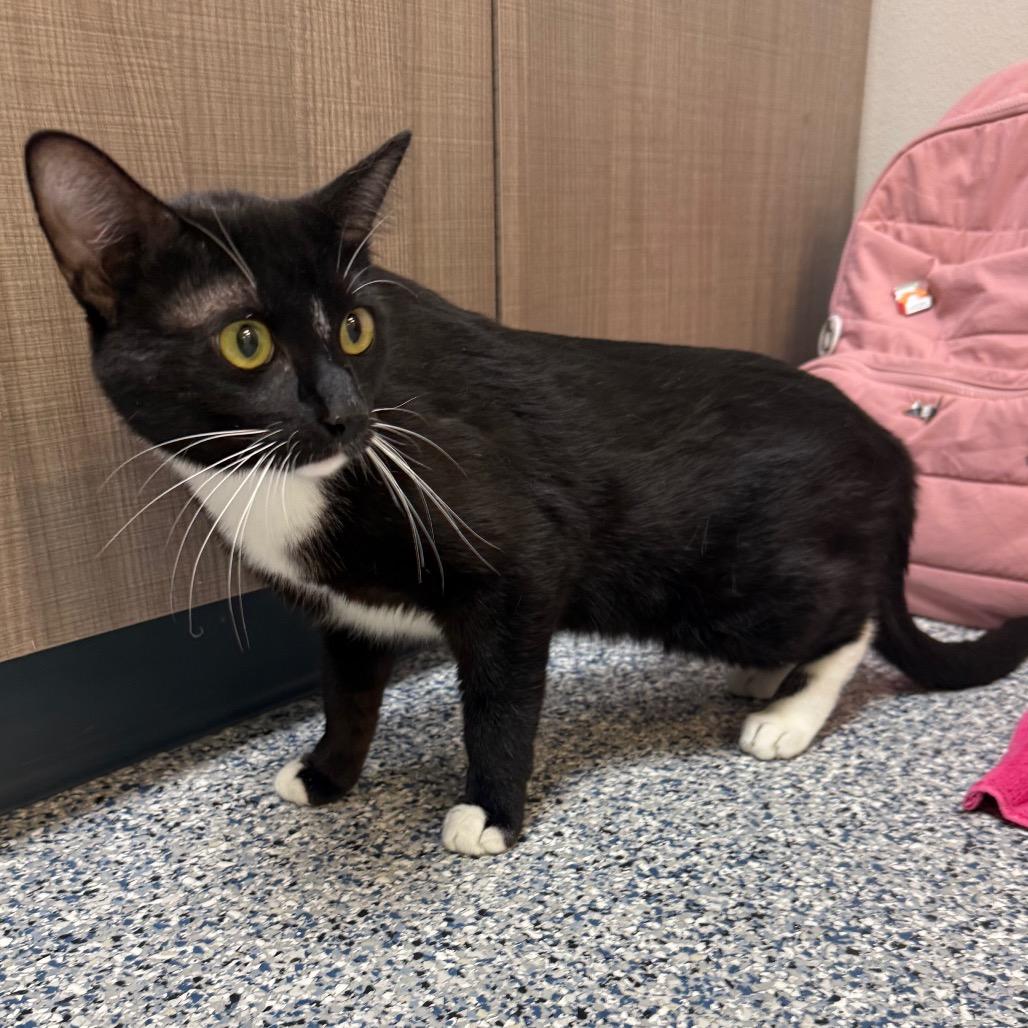 Jethro, Adoptable, Young Male Domestic Short Hair.