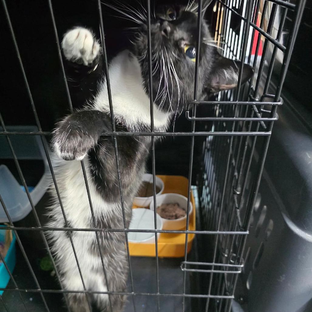 Enlarge Jethro, a Adoptable Domestic Short Hair in Great Falls, MT image 2/3