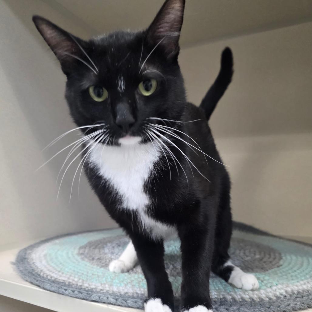 Enlarge Jethro, a Adoptable Domestic Short Hair in Great Falls, MT image 3/3