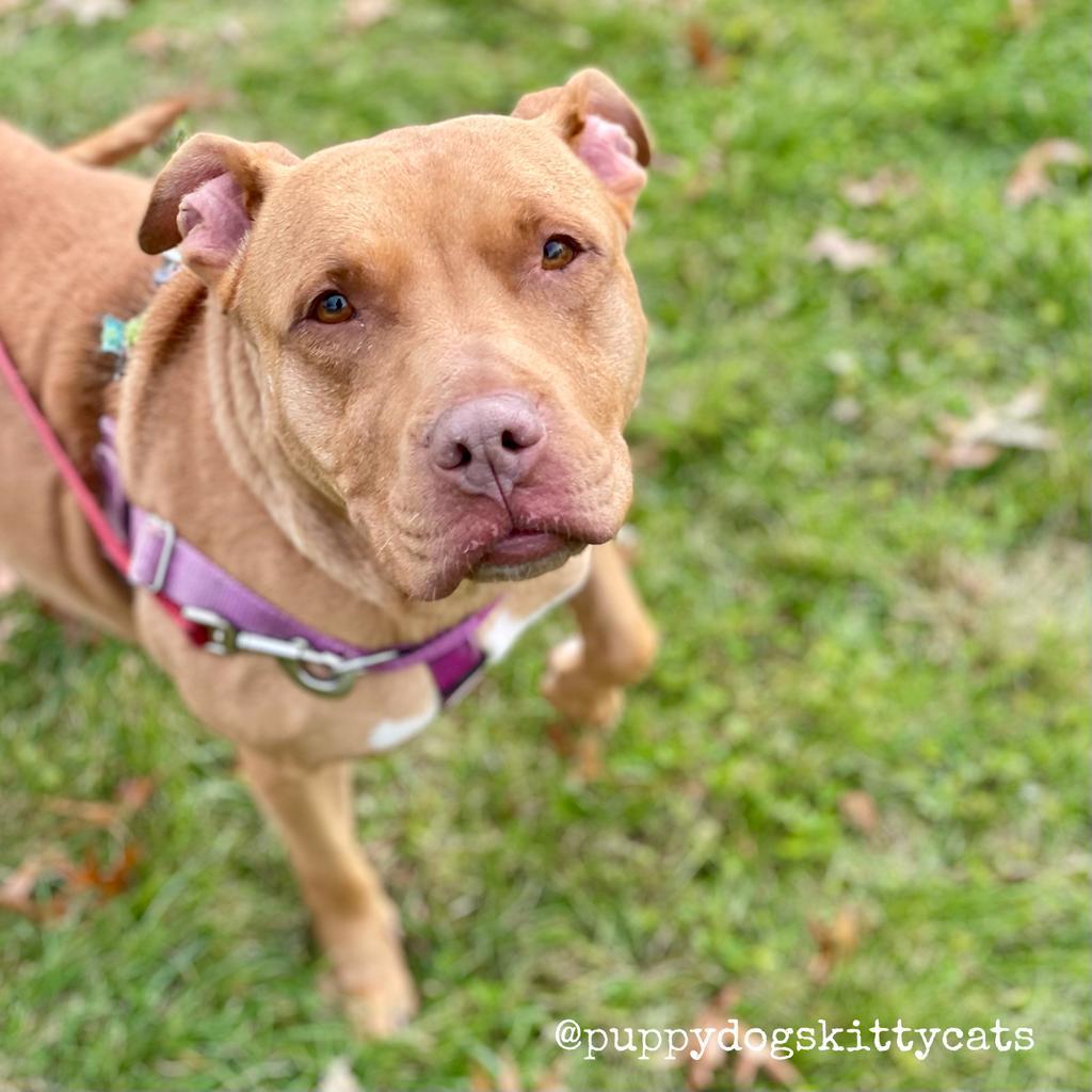 Maple, Adoptable, Senior Female Staffordshire Bull Terrier.