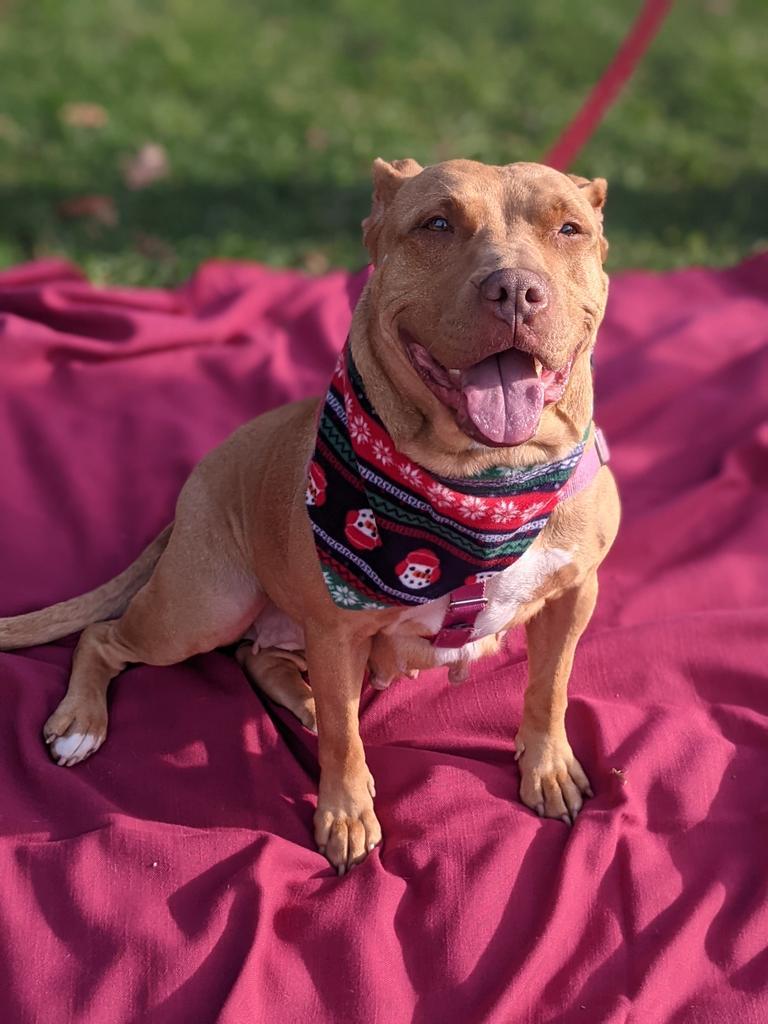 Maple, a Adoptable Staffordshire Bull Terrier in Ewing, NJ image 2/6