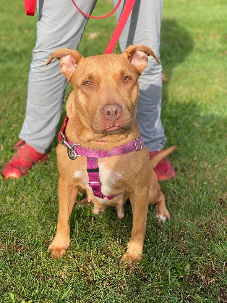 Maple, a Adoptable Staffordshire Bull Terrier in Ewing, NJ image 3/6