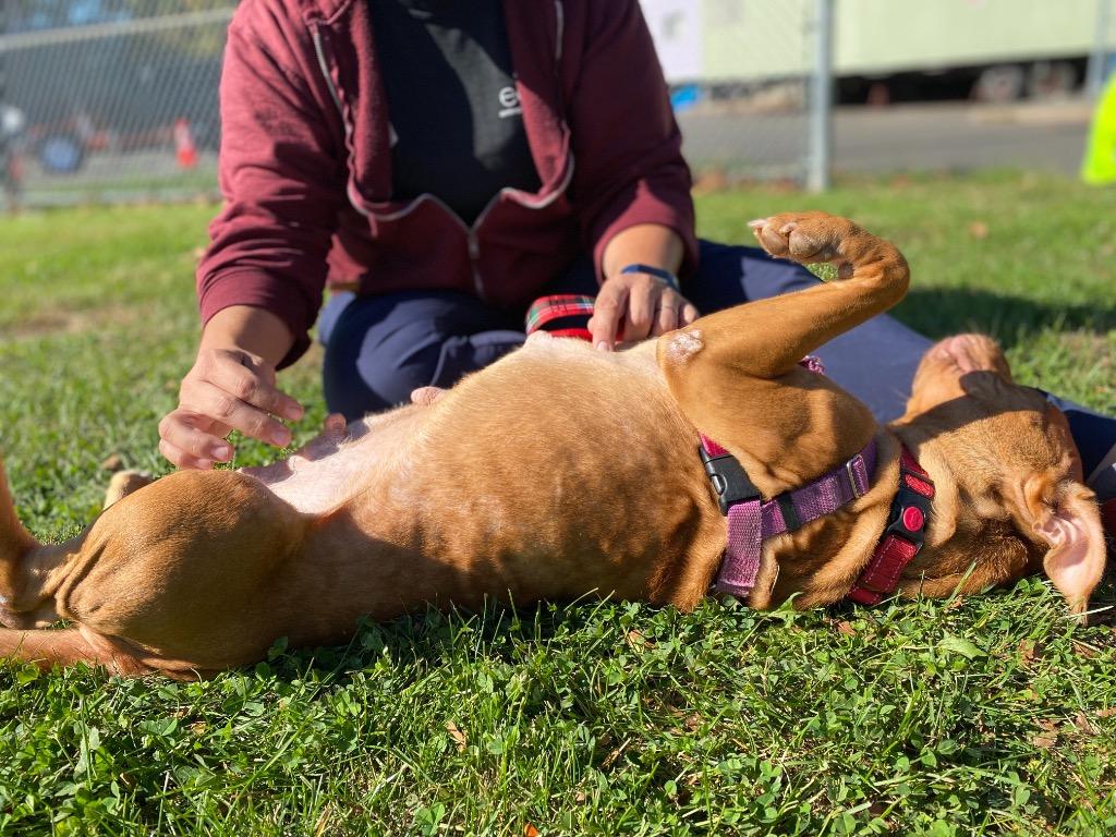 Maple, a Adoptable Staffordshire Bull Terrier in Ewing, NJ image 4/6