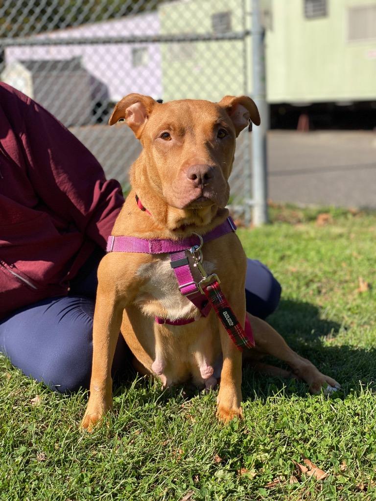 Maple, a Adoptable Staffordshire Bull Terrier in Ewing, NJ image 5/6