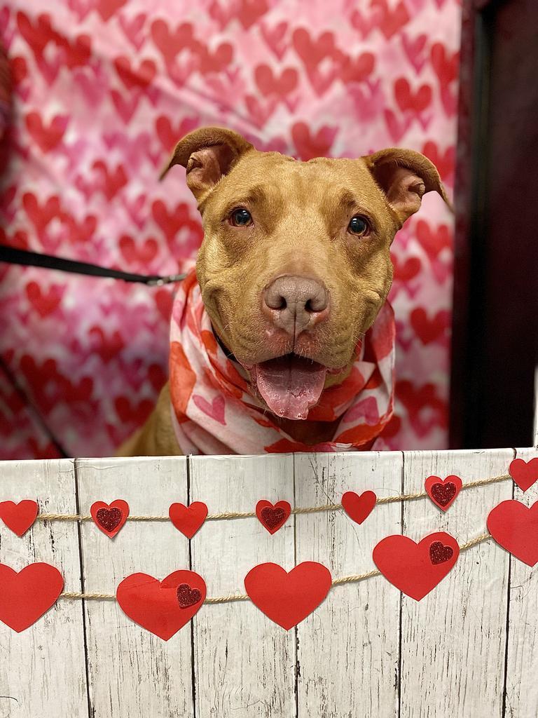 Maple, a Adoptable Staffordshire Bull Terrier in Ewing, NJ image 6/6