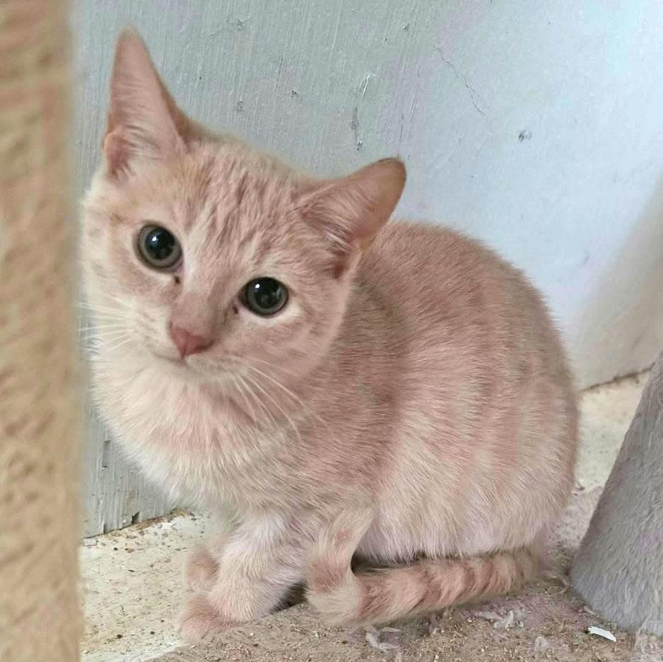 Enlarge Clover, a Adoptable mixed breed in Harrisburg, PA image 1/3