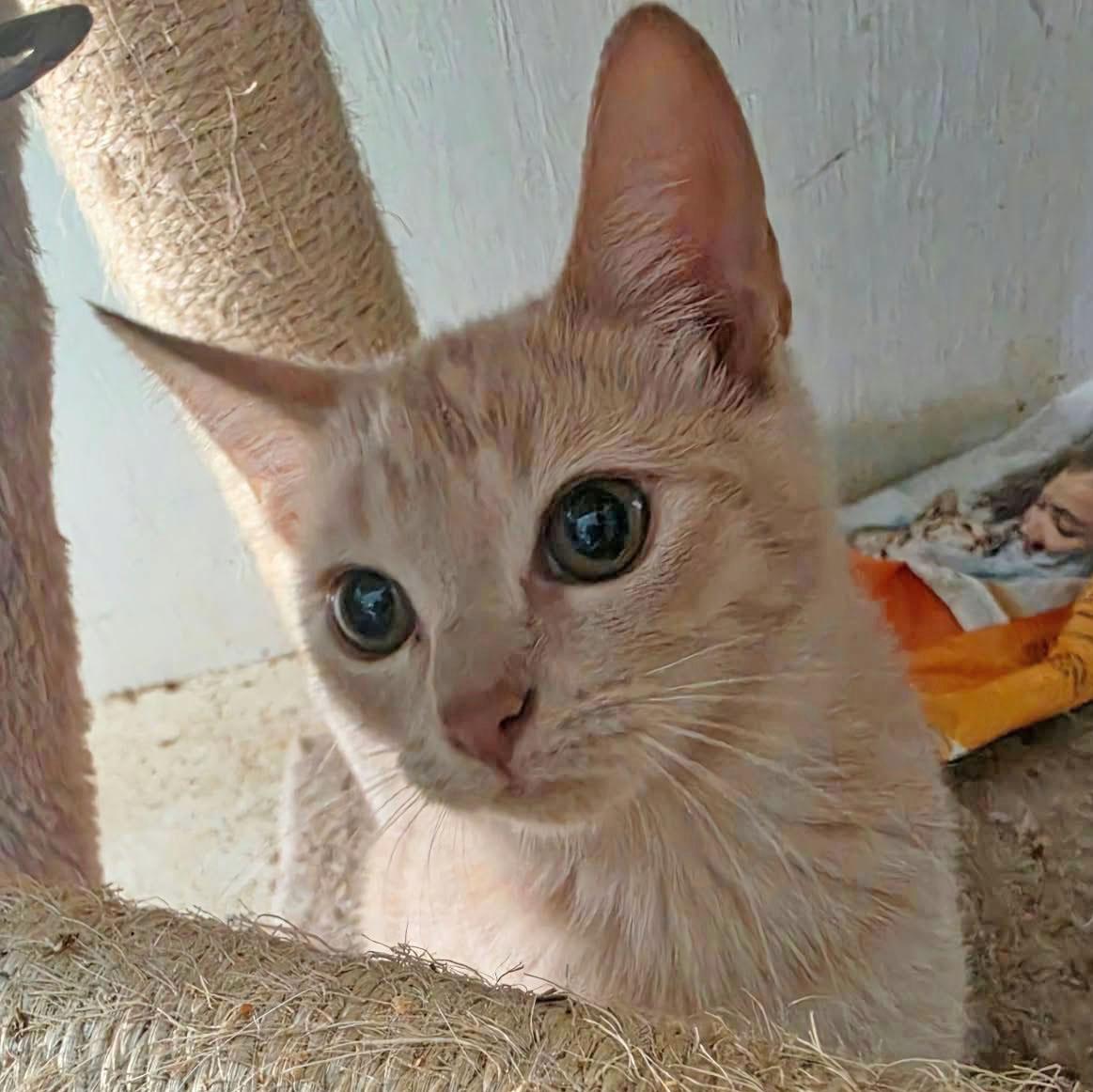 Enlarge Clover, a Adoptable mixed breed in Harrisburg, PA image 2/3