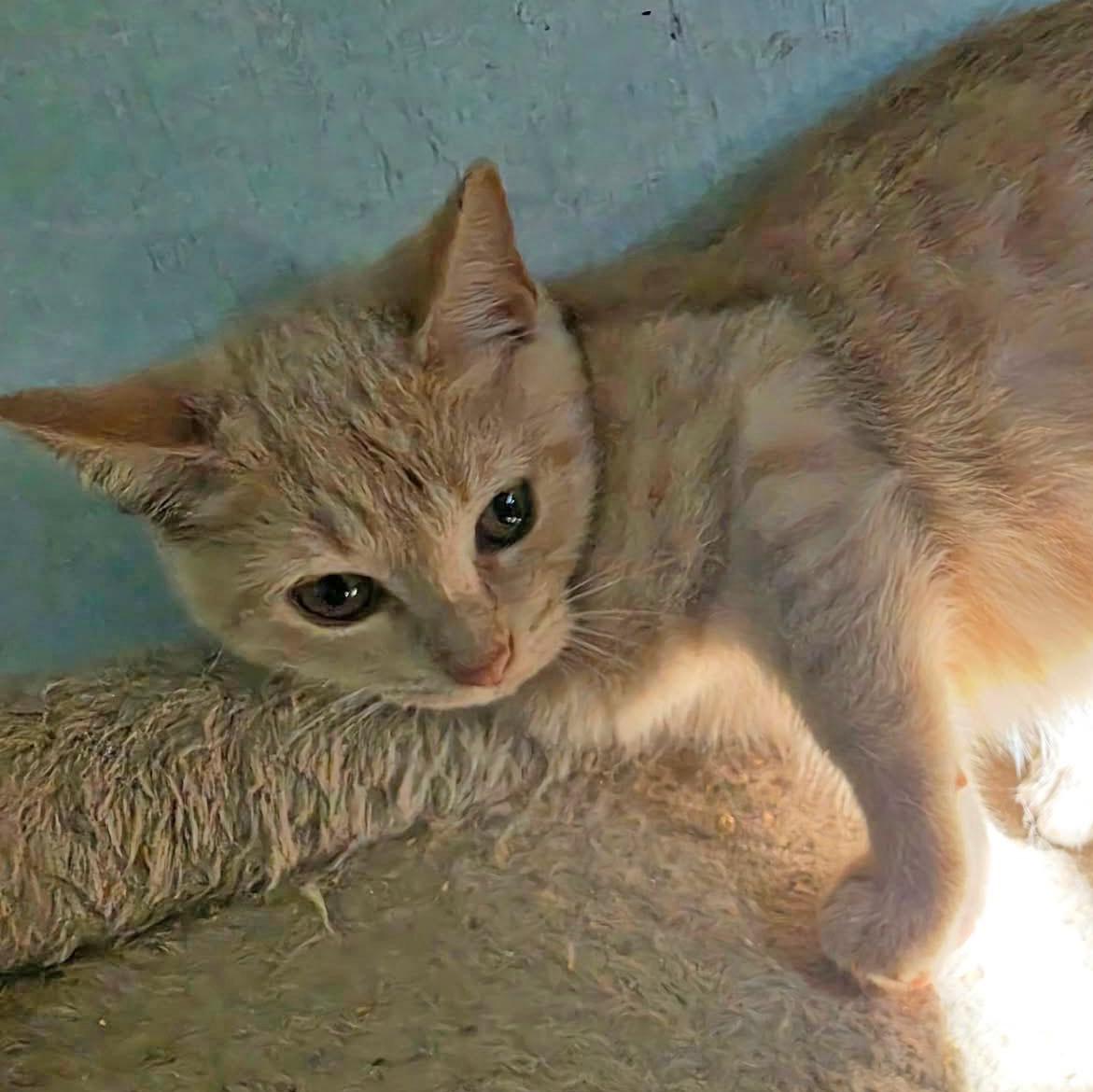 Enlarge Clover, a Adoptable mixed breed in Harrisburg, PA image 3/3