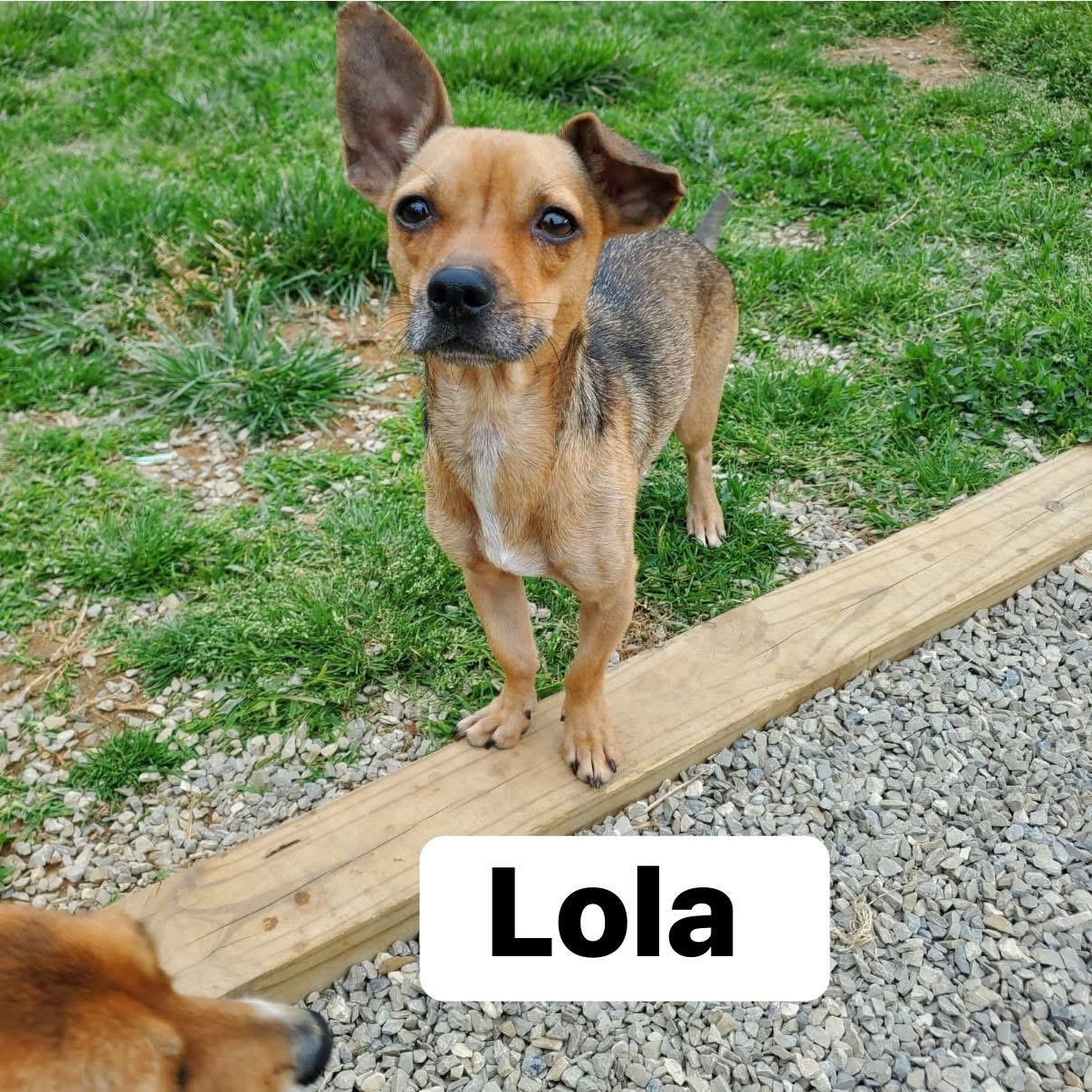 Lola, adopted, Adult Female Chihuahua.