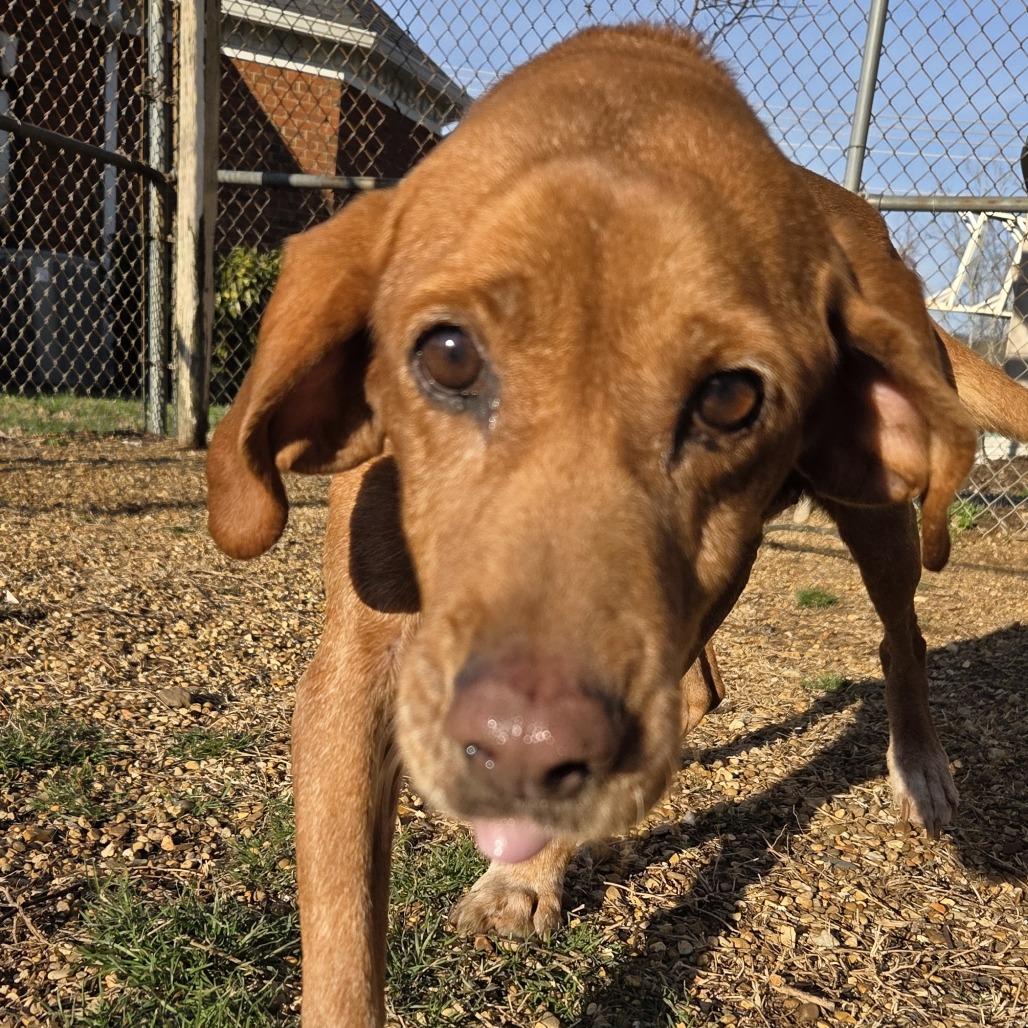 Enlarge Ellie, a Adoptable Hound in Birmingham, AL image 5/5