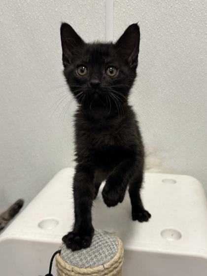 Enlarge Calypso, an adopted mixed breed in Tinley Park, IL image 1/1