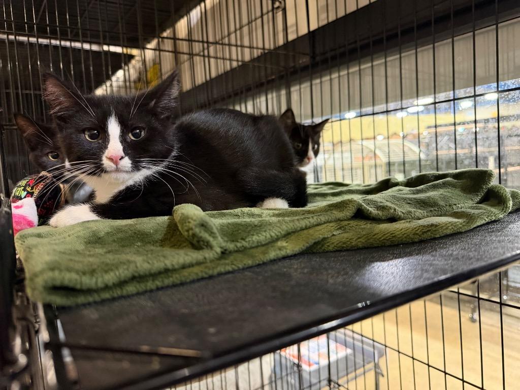 Ditto, Adoptable, Kitten Male Domestic Short Hair.